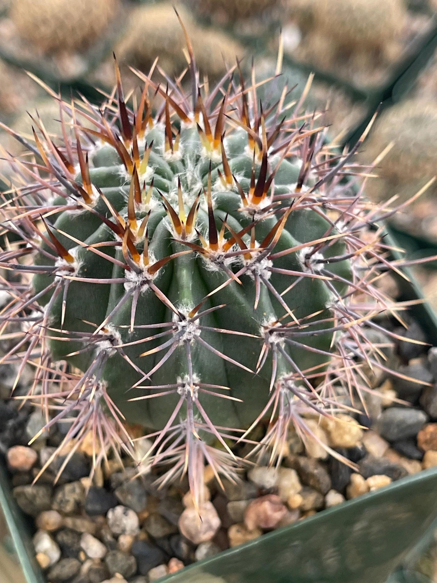 3.5”Echinopsis Melanopotamica | Live Plant | Live Cactus