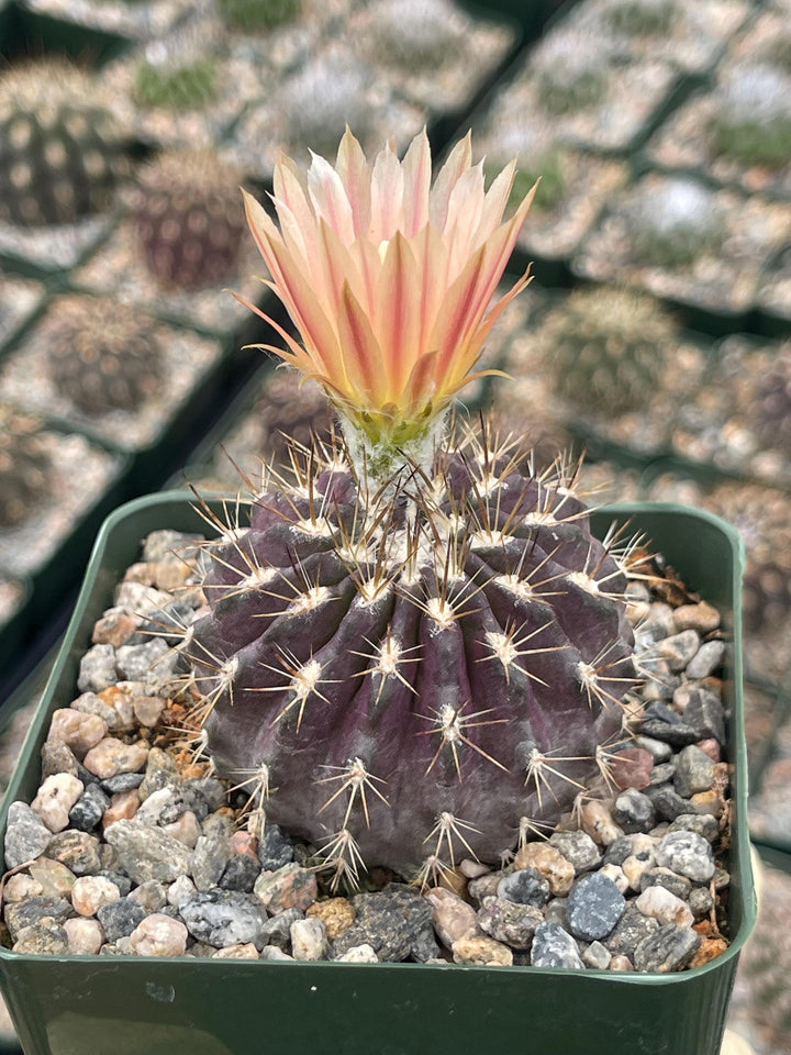 3.5” Neochilenia Nigriscoparia | Live cactus | Purple Cactus