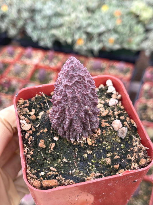 Adromischus herrei | Adromischus Marianae Herrei | Rare Succulents | Live Succulent