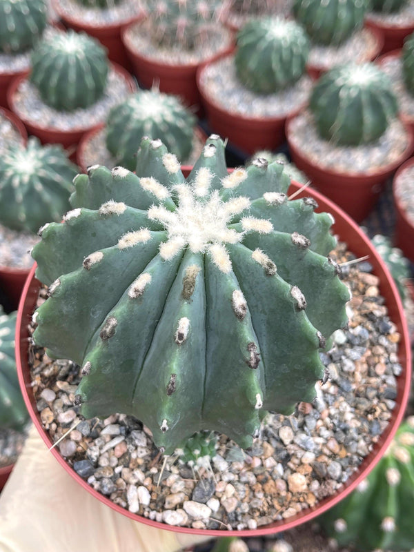 Ferocactus Glaucescens f. Inermis | Rare Cactus