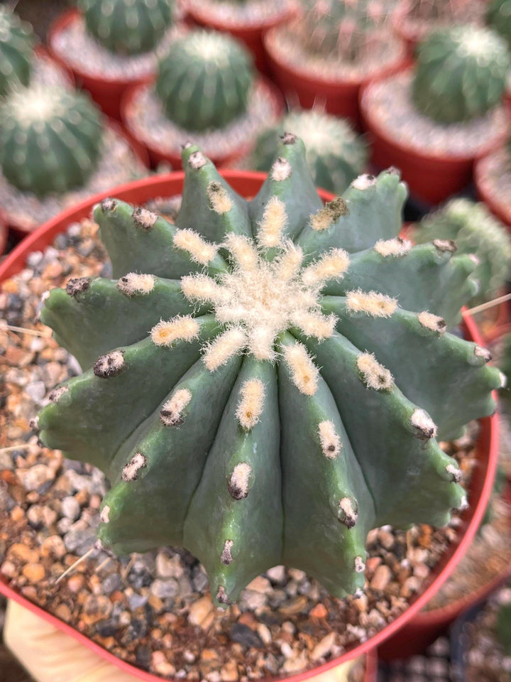 Ferocactus Glaucescens f. Inermis | Rare Cactus