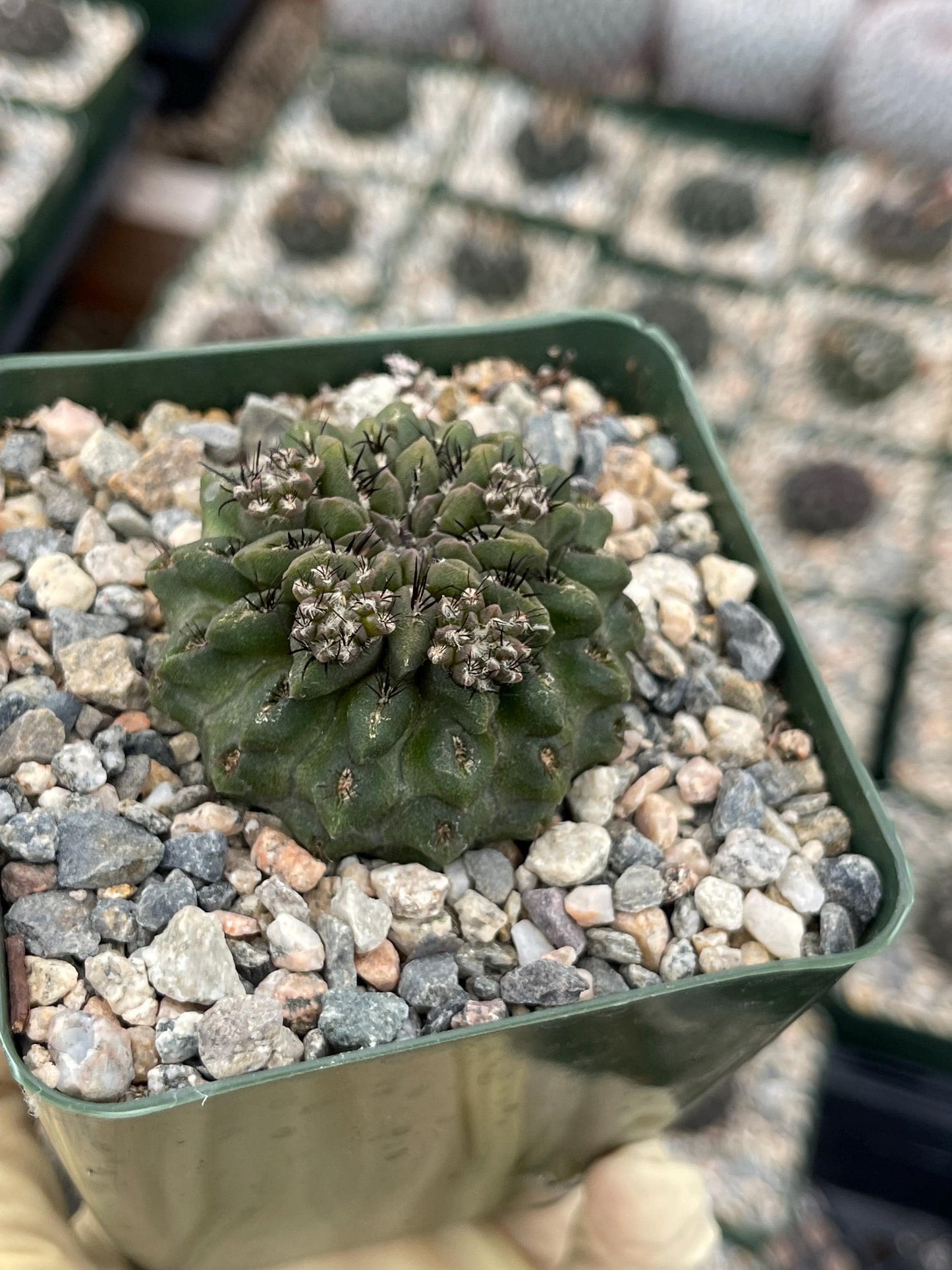 Neochilenia Occulta| Purple Cactus | Live Cactus