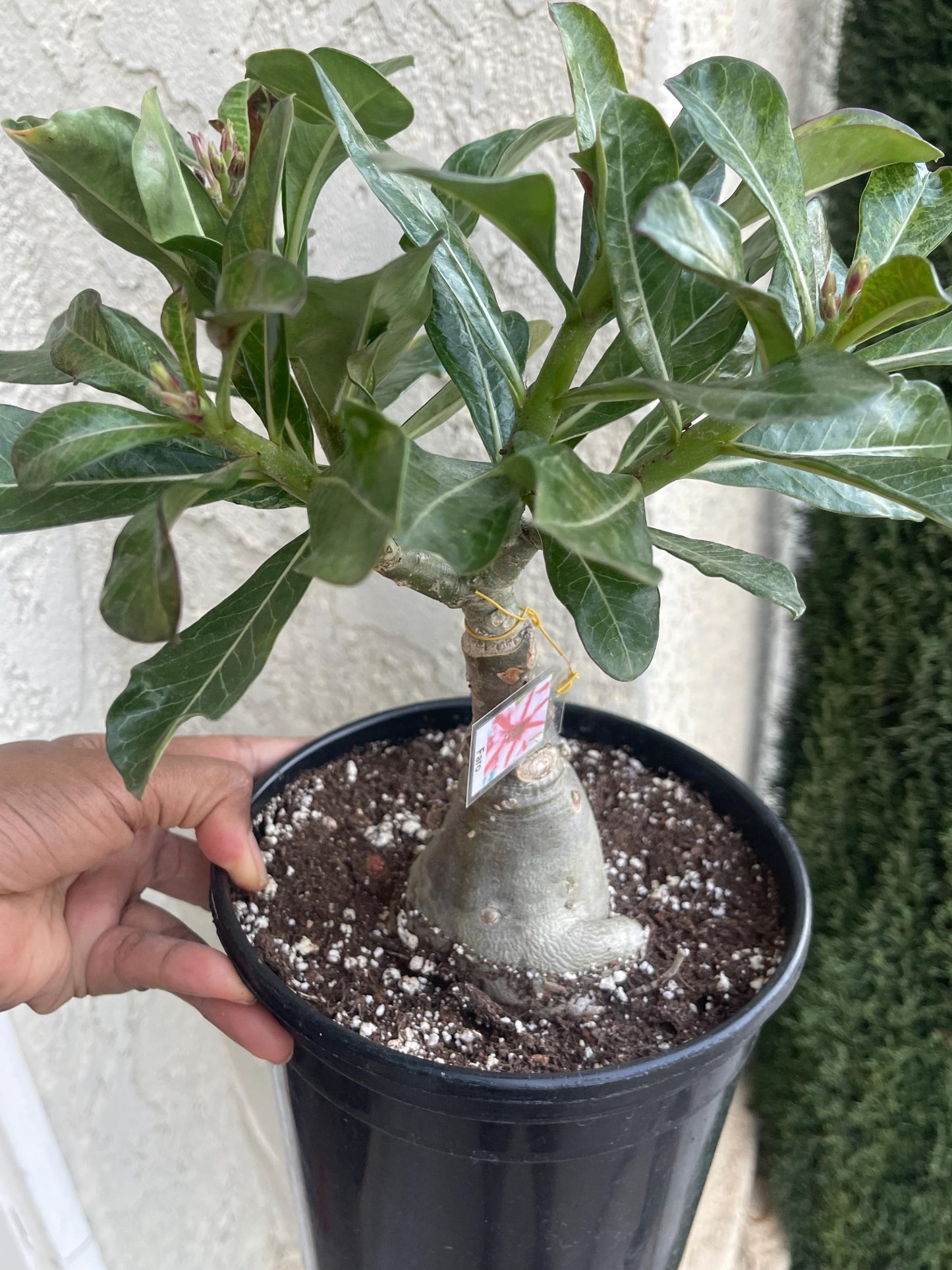 Adenium Obesum | Live plant | Desert Rose