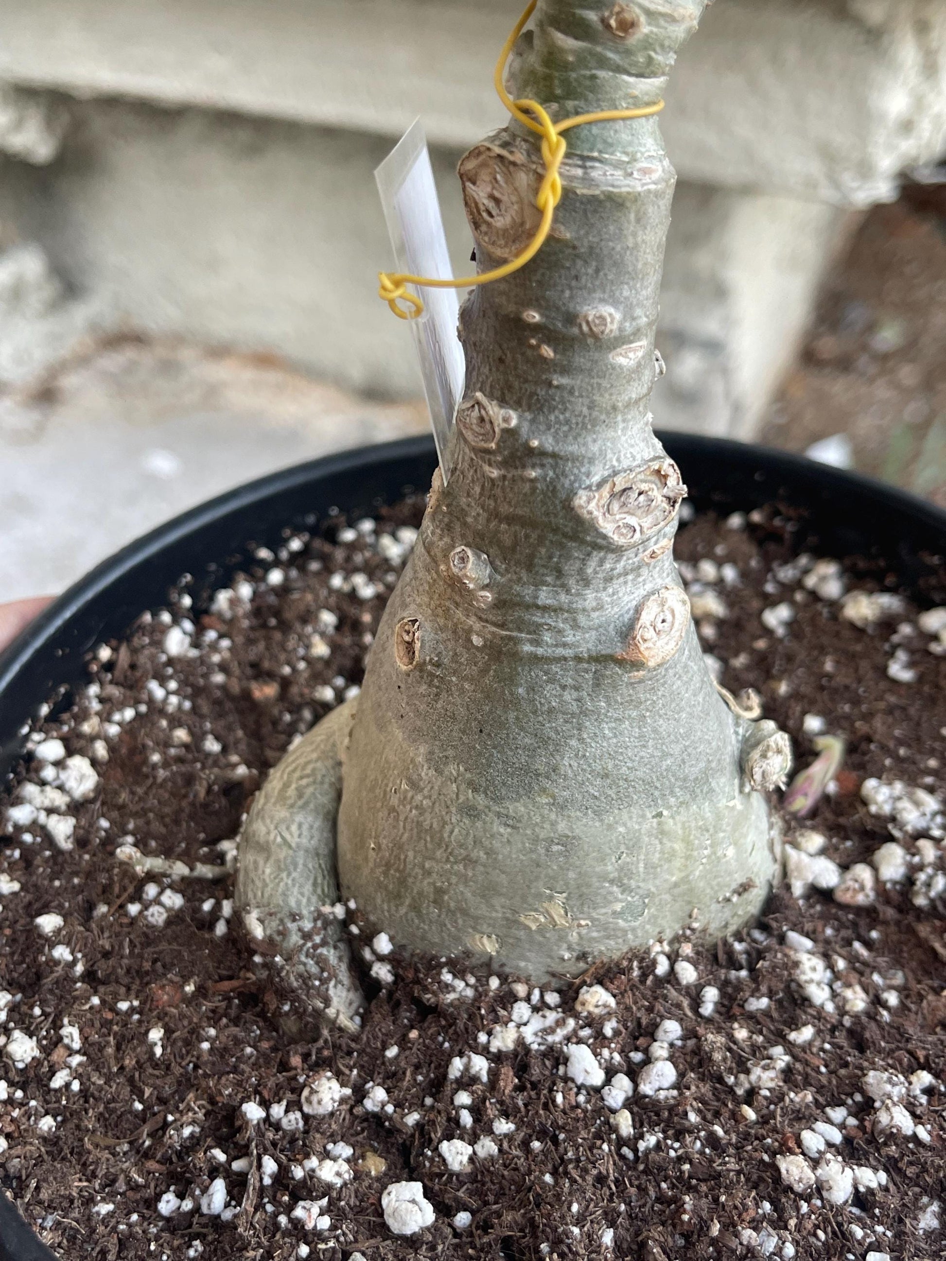 Adenium Obesum | Live plant | Desert Rose