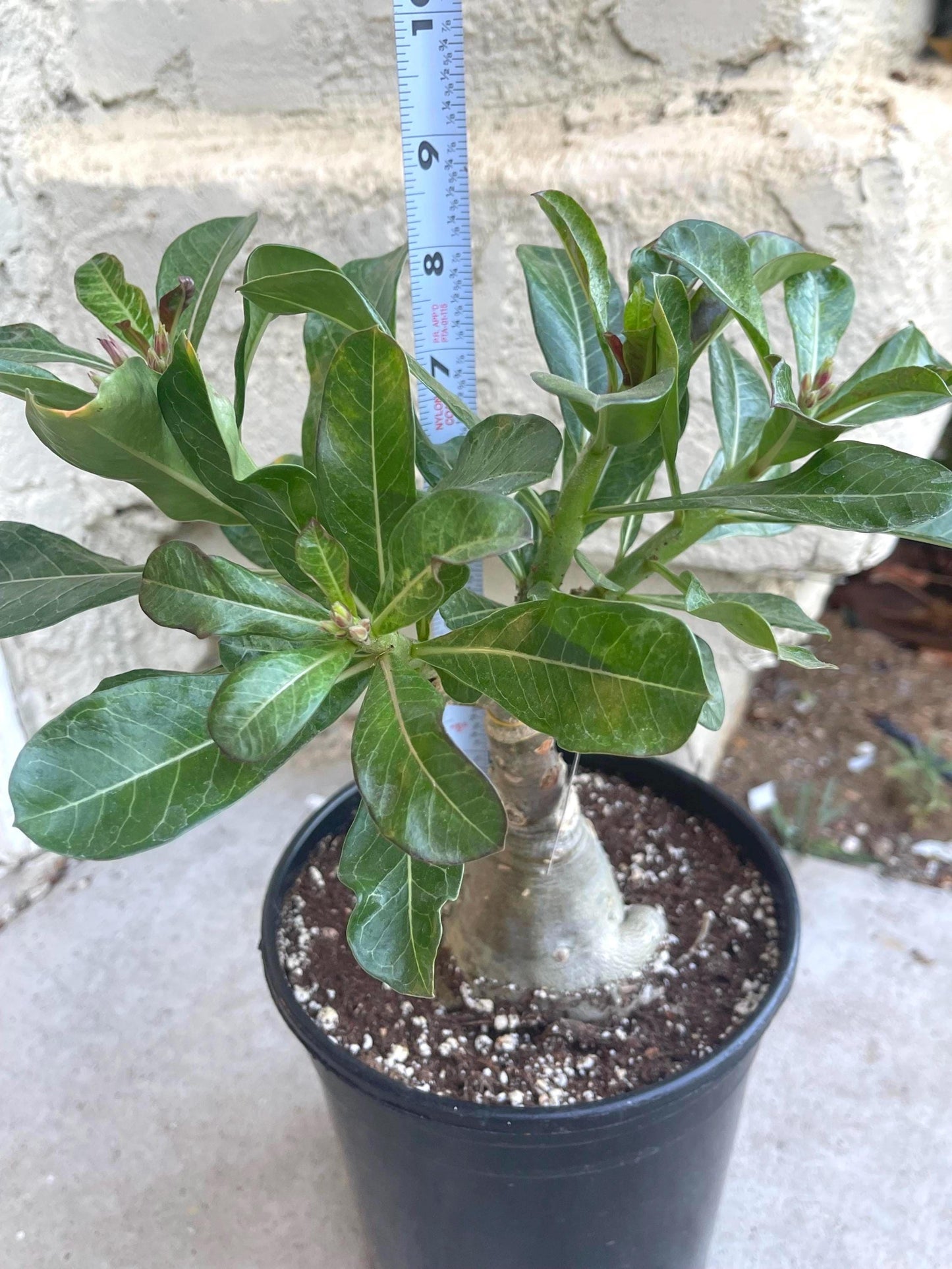 Adenium Obesum | Live plant | Desert Rose