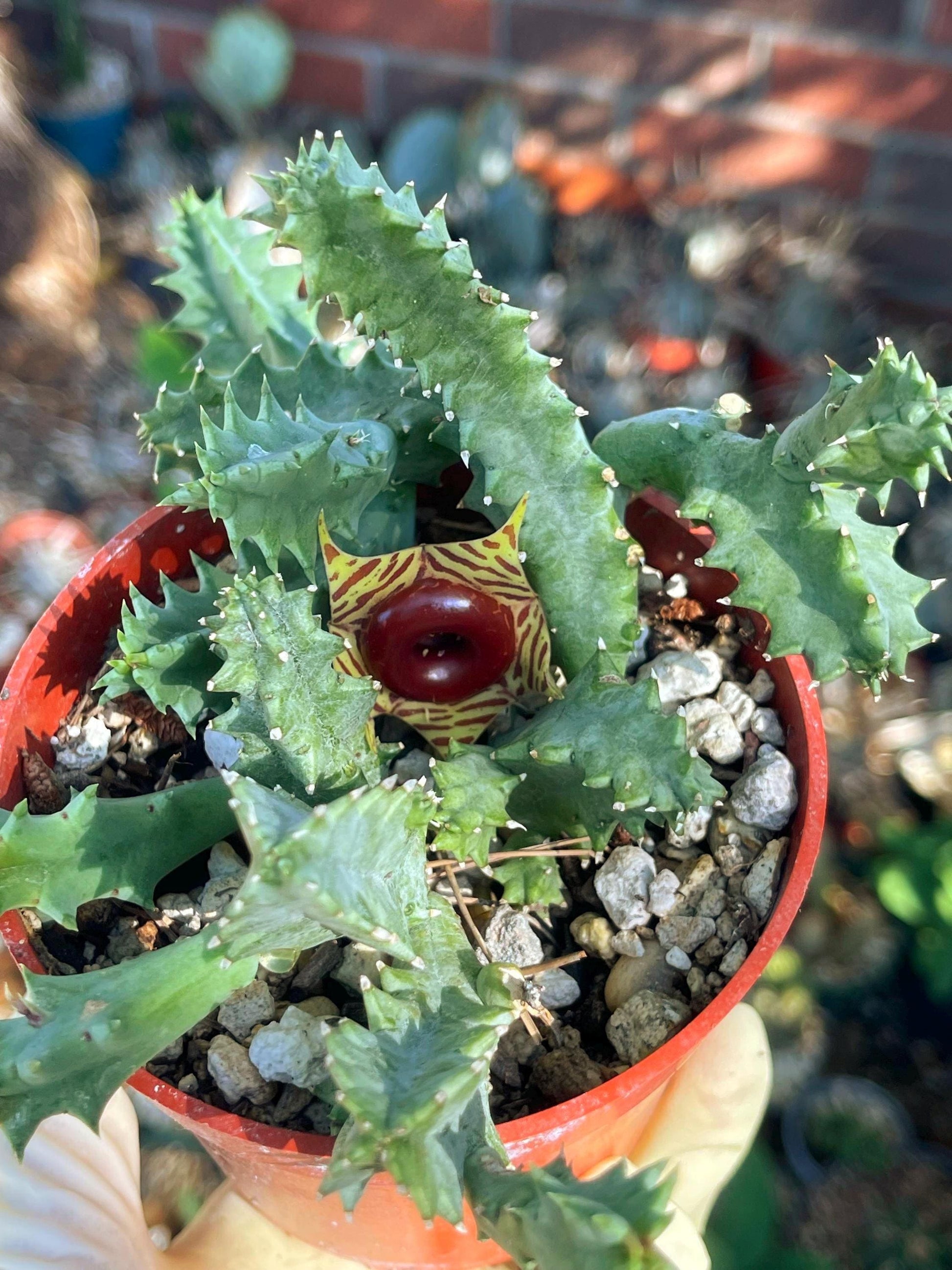 Huernia Zebrina | Lifesaver | rare succulent