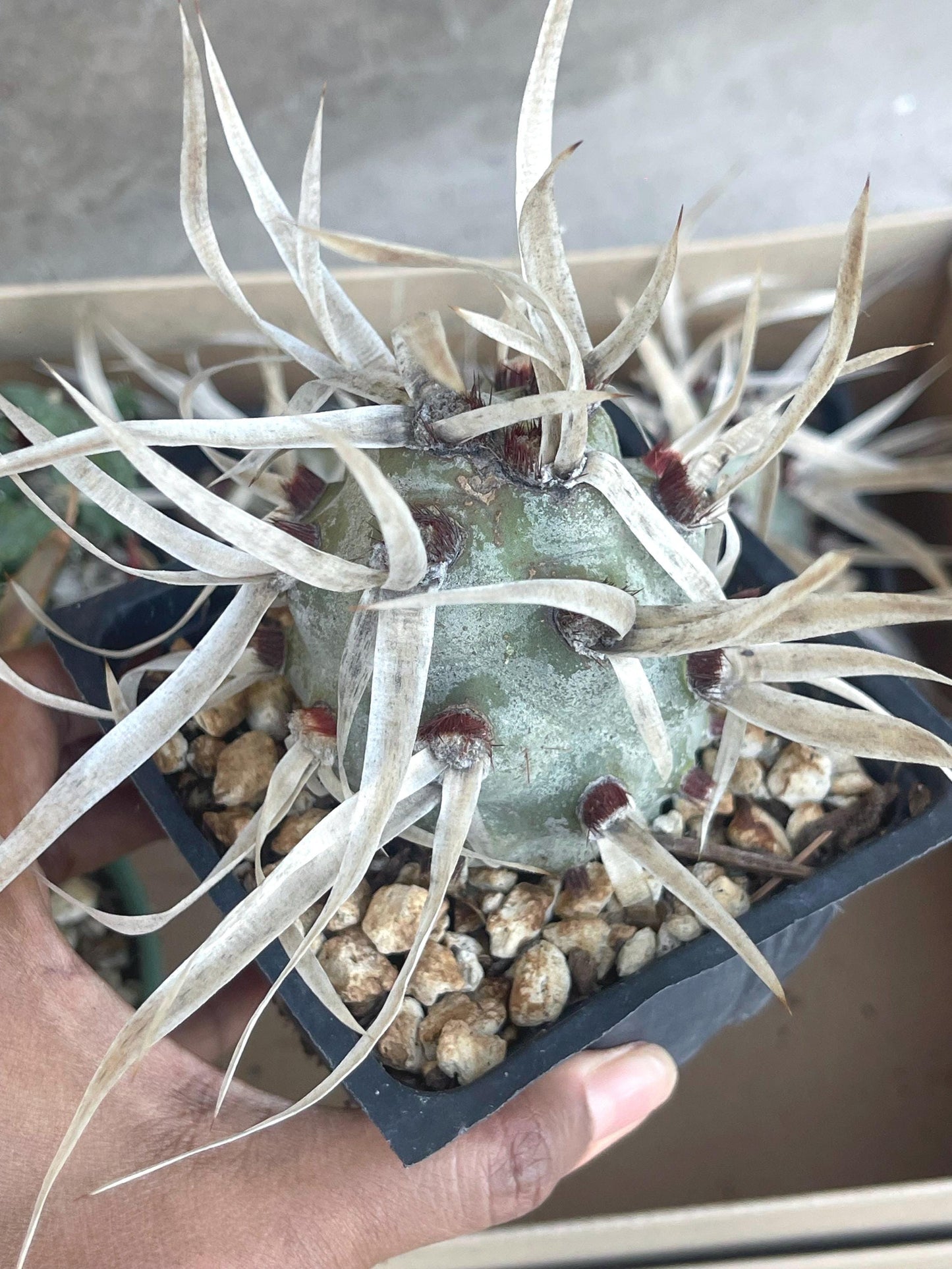 5” Tephrocactus articulatus | Paper Spine Cactus | Live Cactus