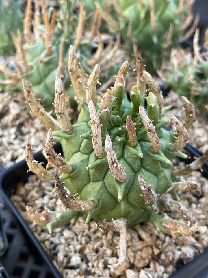 Euphorbia Schoenlandii | Rare Cactus | Live Plant