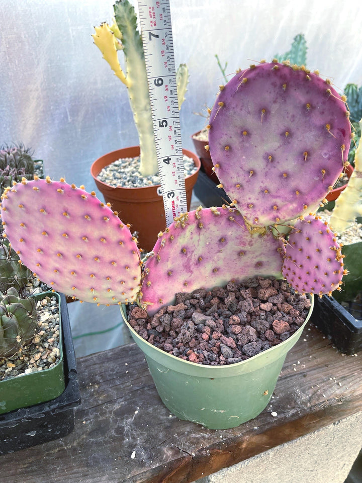 Santa Rita Pads | Prickly Pear Cactus | Cactus Plant | Cactus for sale