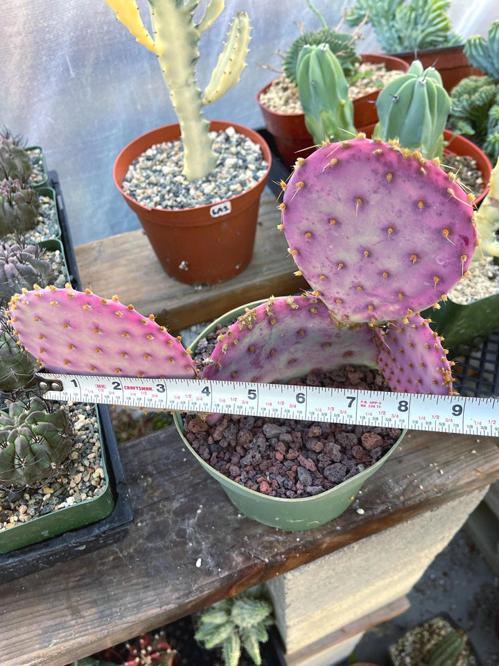 Santa Rita Pads | Prickly Pear Cactus | Cactus Plant | Cactus for sale