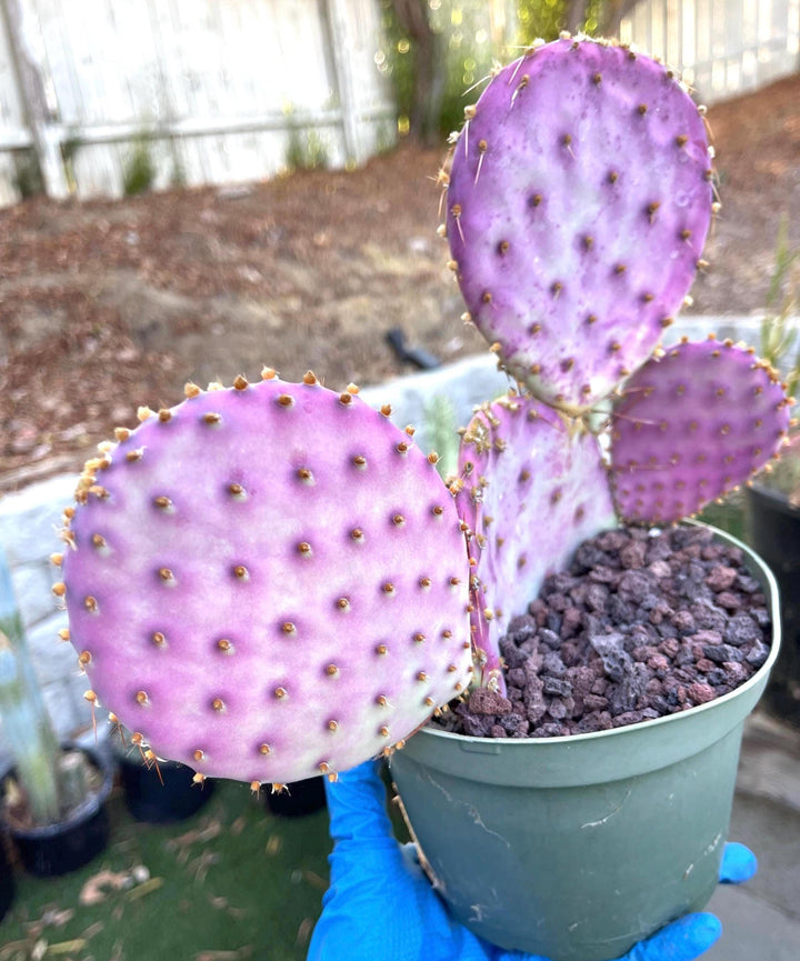 Santa Rita Pads | Prickly Pear Cactus | Cactus Plant | Cactus for sale