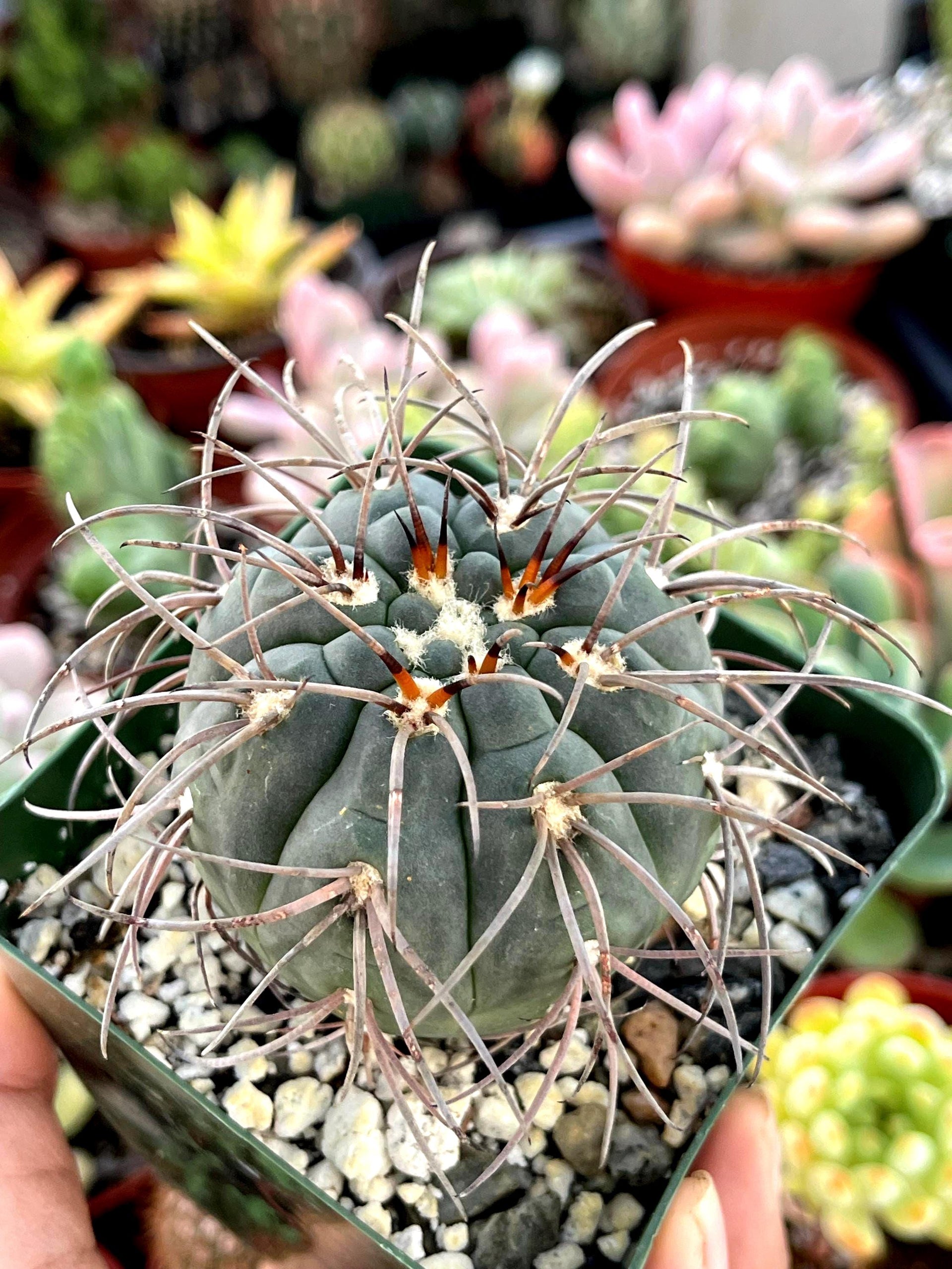 GymnocalyciumSpegazzinii Armatum | Live Cactus | Rare Cactus