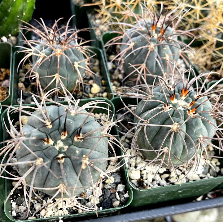 Gymnocalycium Spegazzinii Armatum | Live Cactus | Rare Cactus