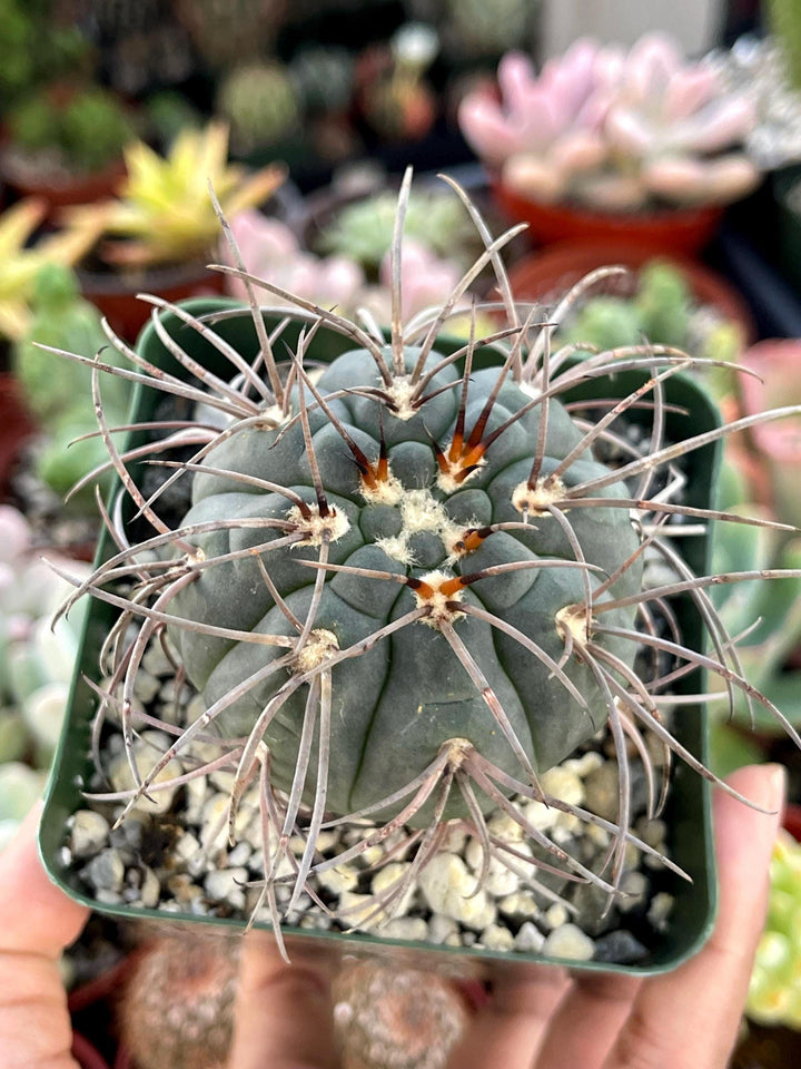 Gymnocalycium Spegazzinii Armatum | Live Cactus | Rare Cactus