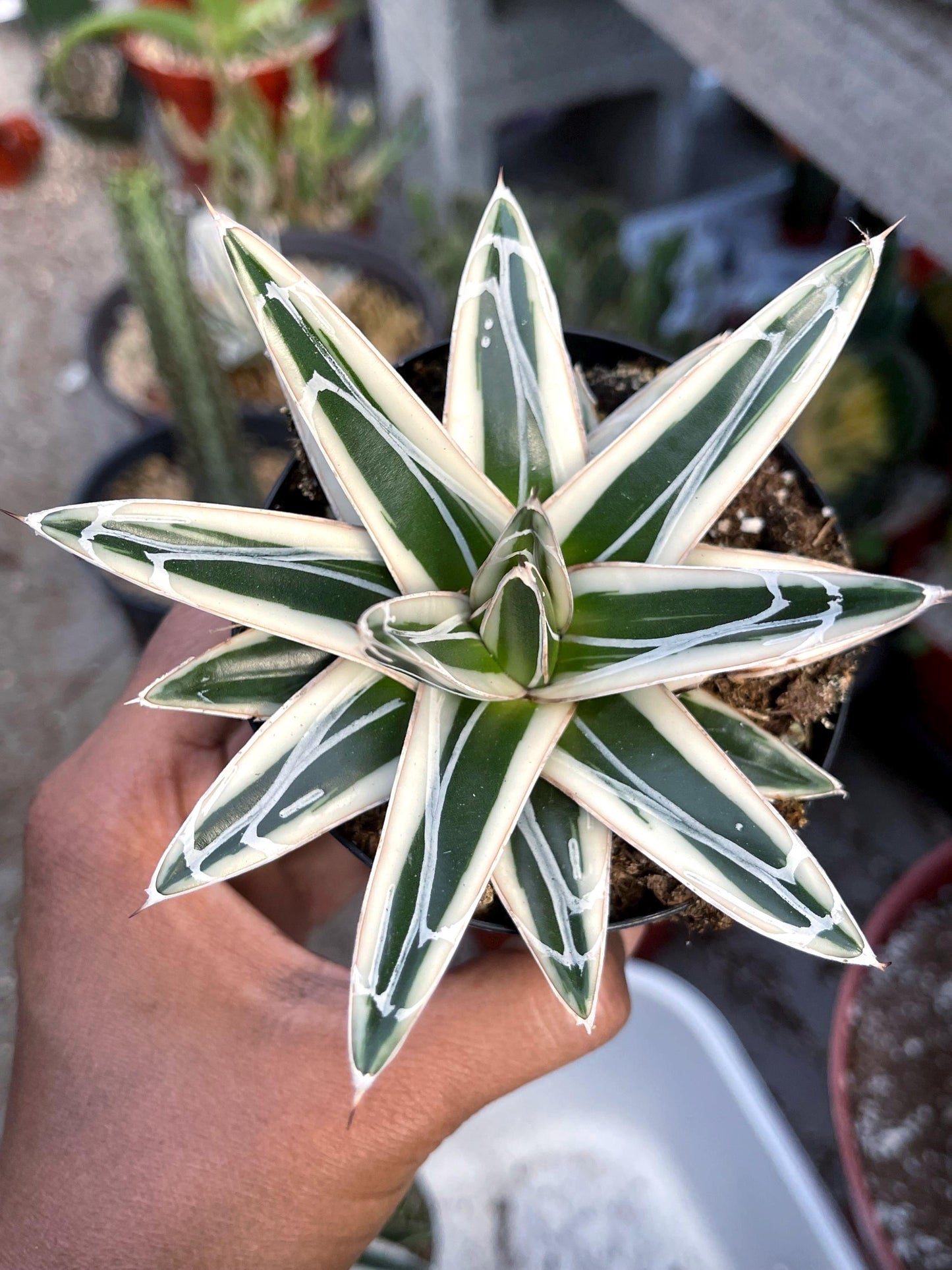 Agave White Rhino w/pup | Live Plant | Live Agave