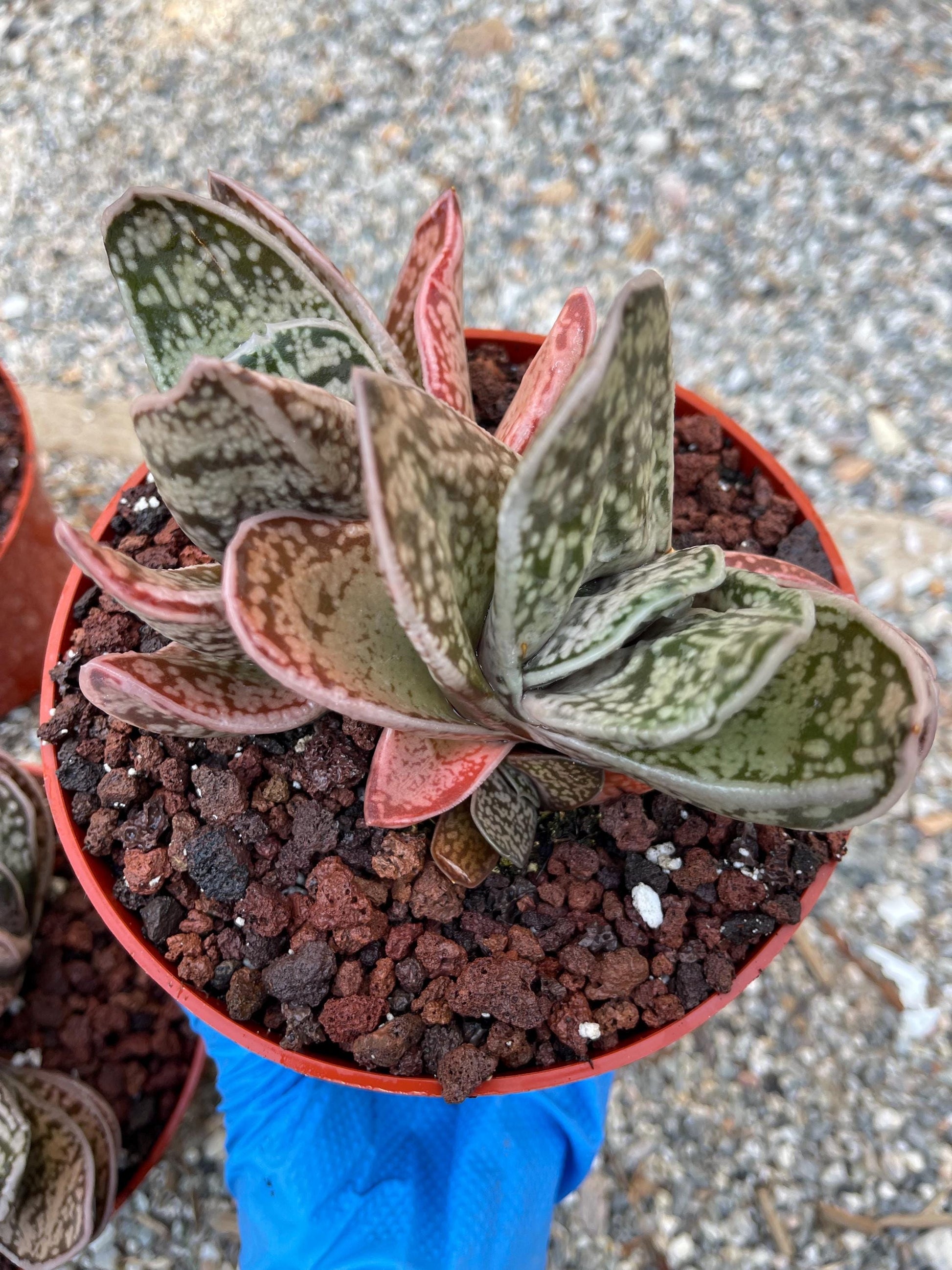 Large Gasteria | Live Plant | Live Cactus