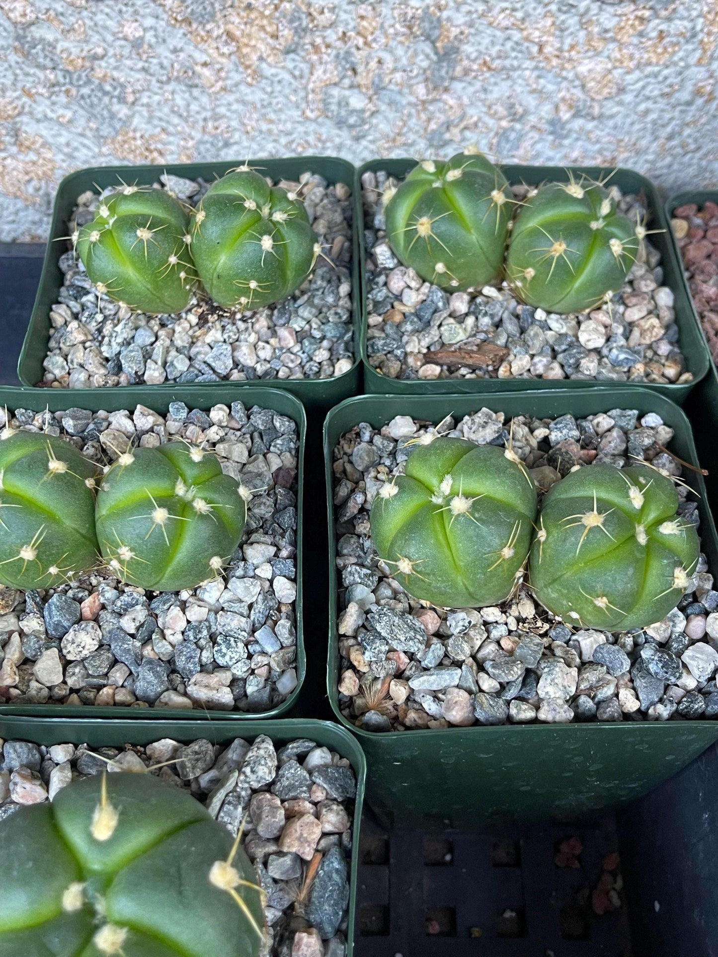 Gymnocalycium horstii with pups | Rare Cactus | Live Plant