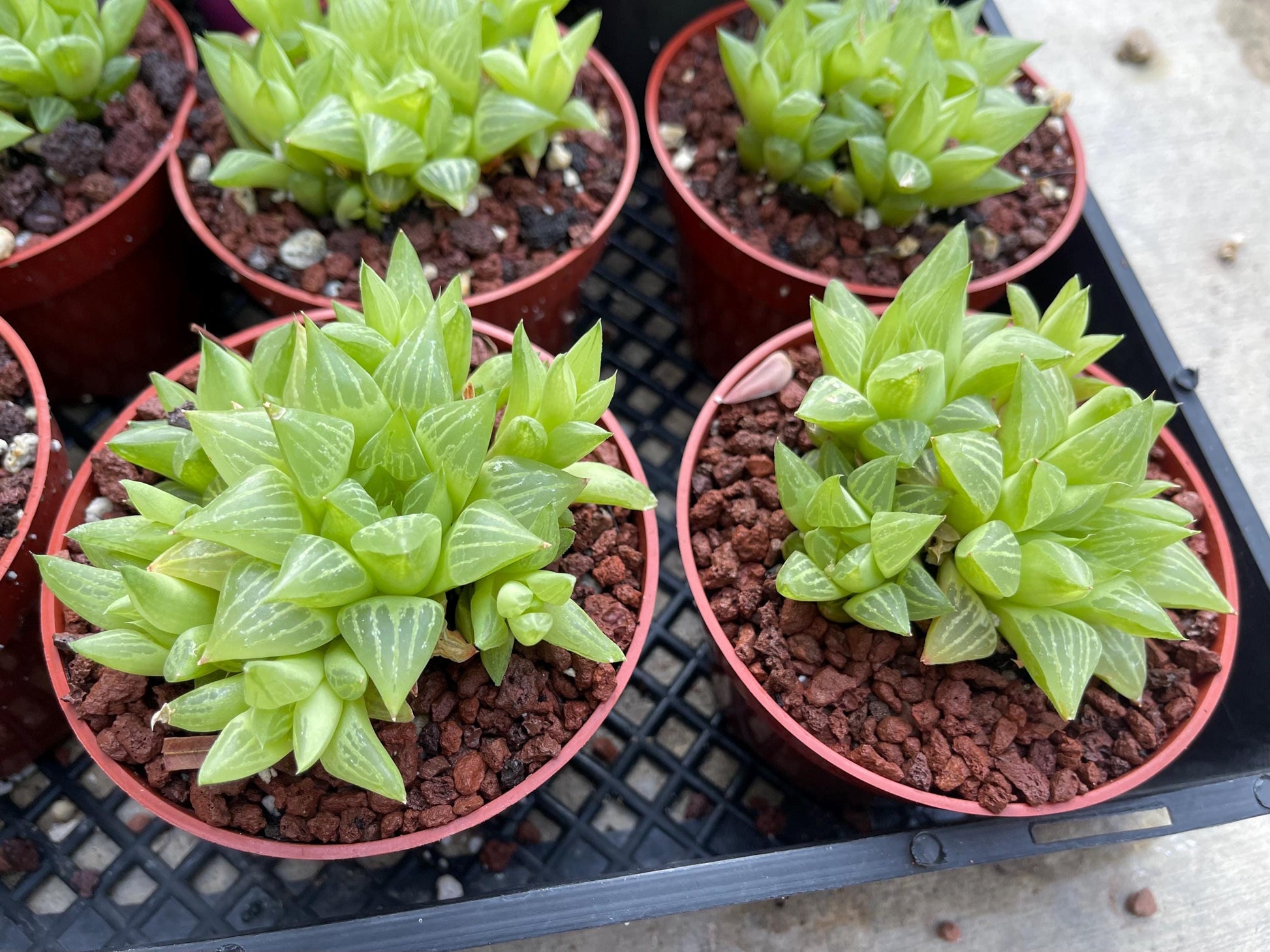 Haworthia Retusa Clusters | Live Succulent