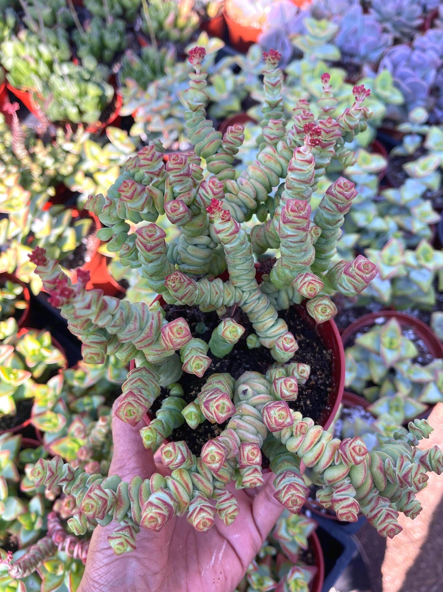 Crassula Baby Necklace | Live Succulent