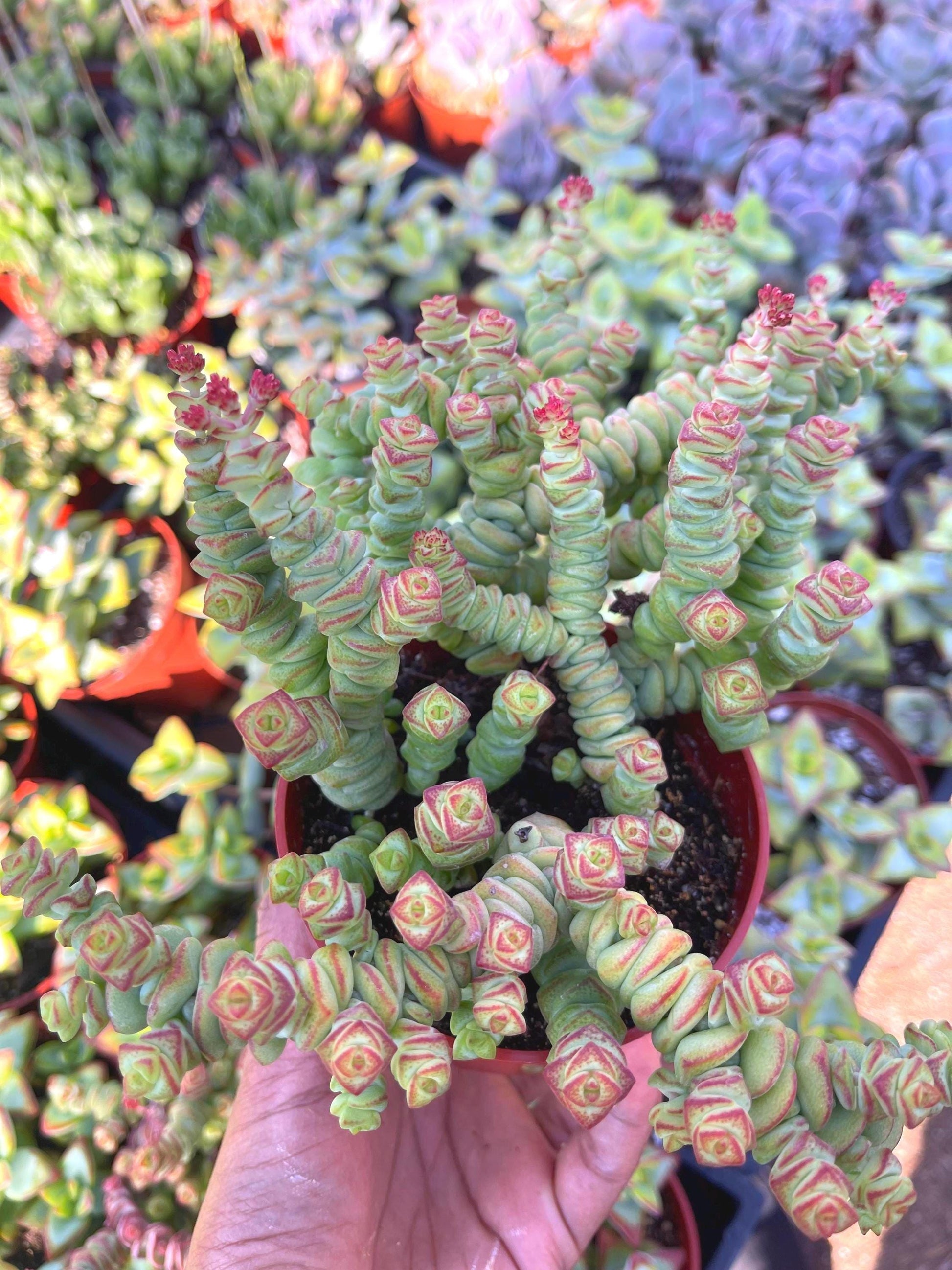 Crassula Baby Necklace | Live Succulent