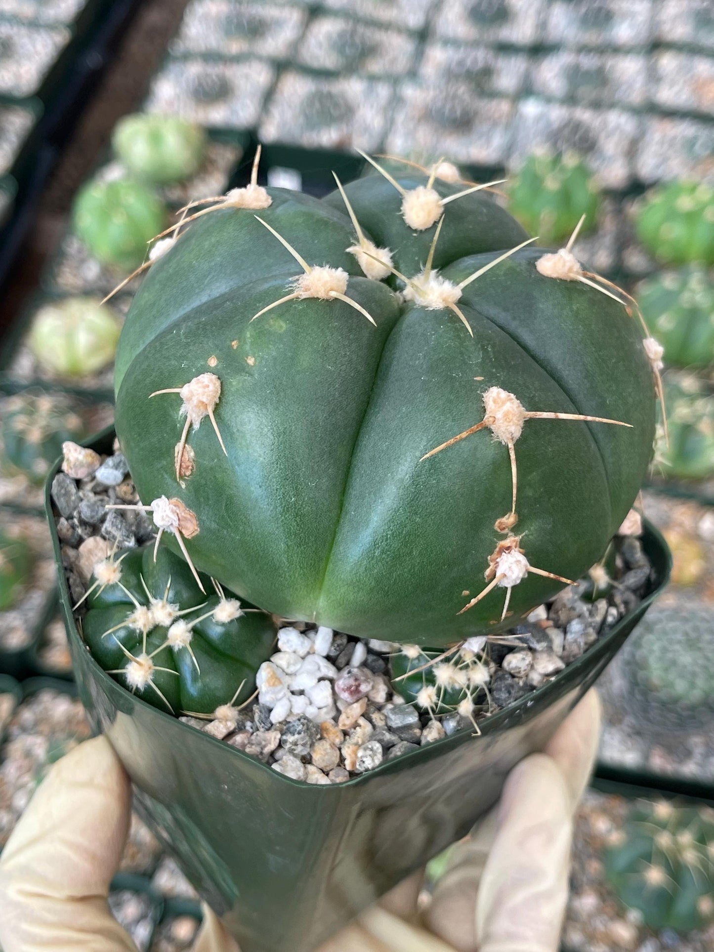 Gymnocalycium horstii with pups | Rare Cactus | Live Plant