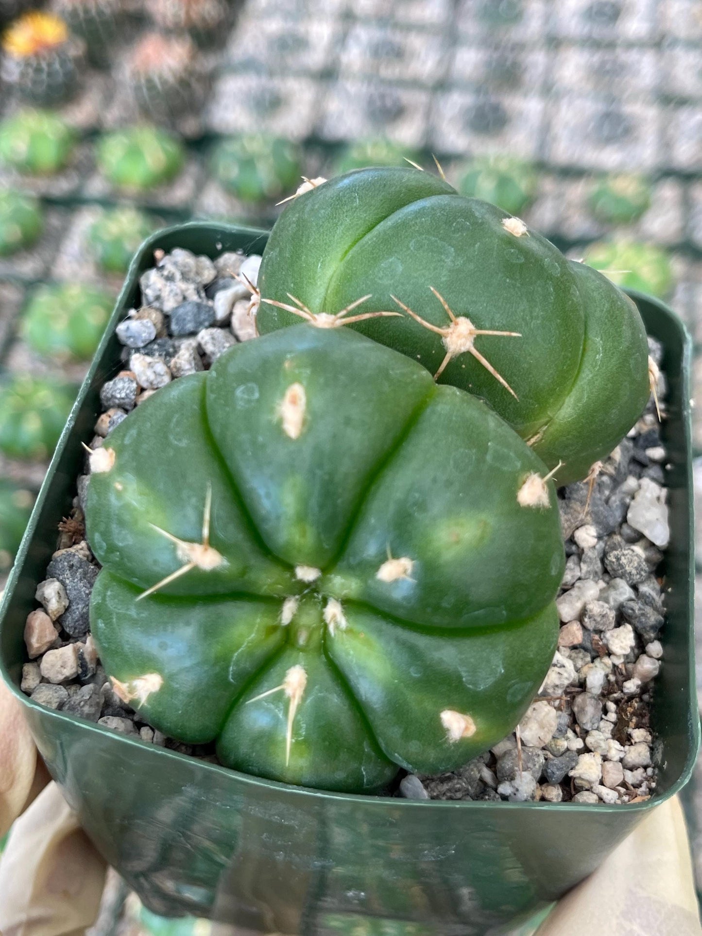 Gymnocalycium horstii with pups | Rare Cactus | Live Plant