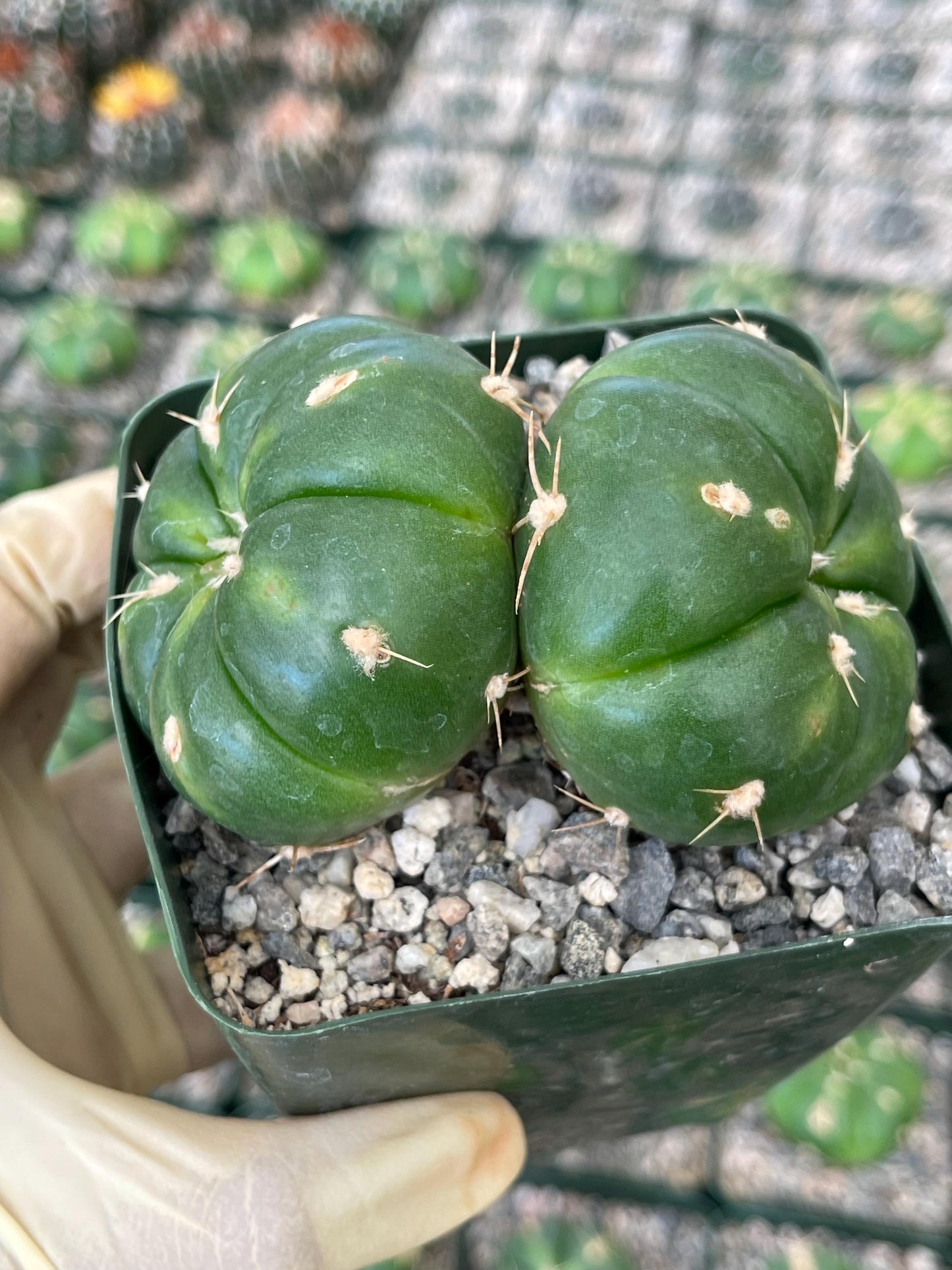 Gymnocalycium horstii with pups | Rare Cactus | Live Plant