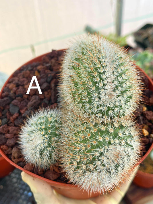 Crested Mammillaria | Rare Cactus | Live Plant