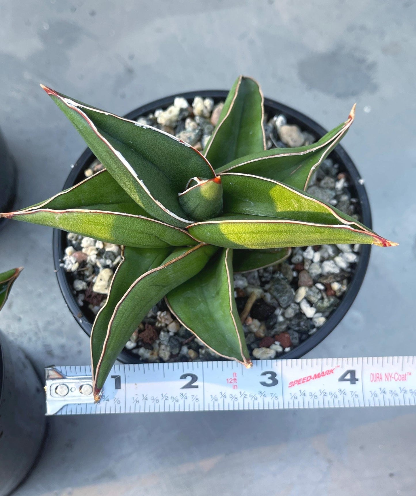 Sansevieria Samurai Dwarf Beautiful Rare Cactus | Live Plant | Live Cactus