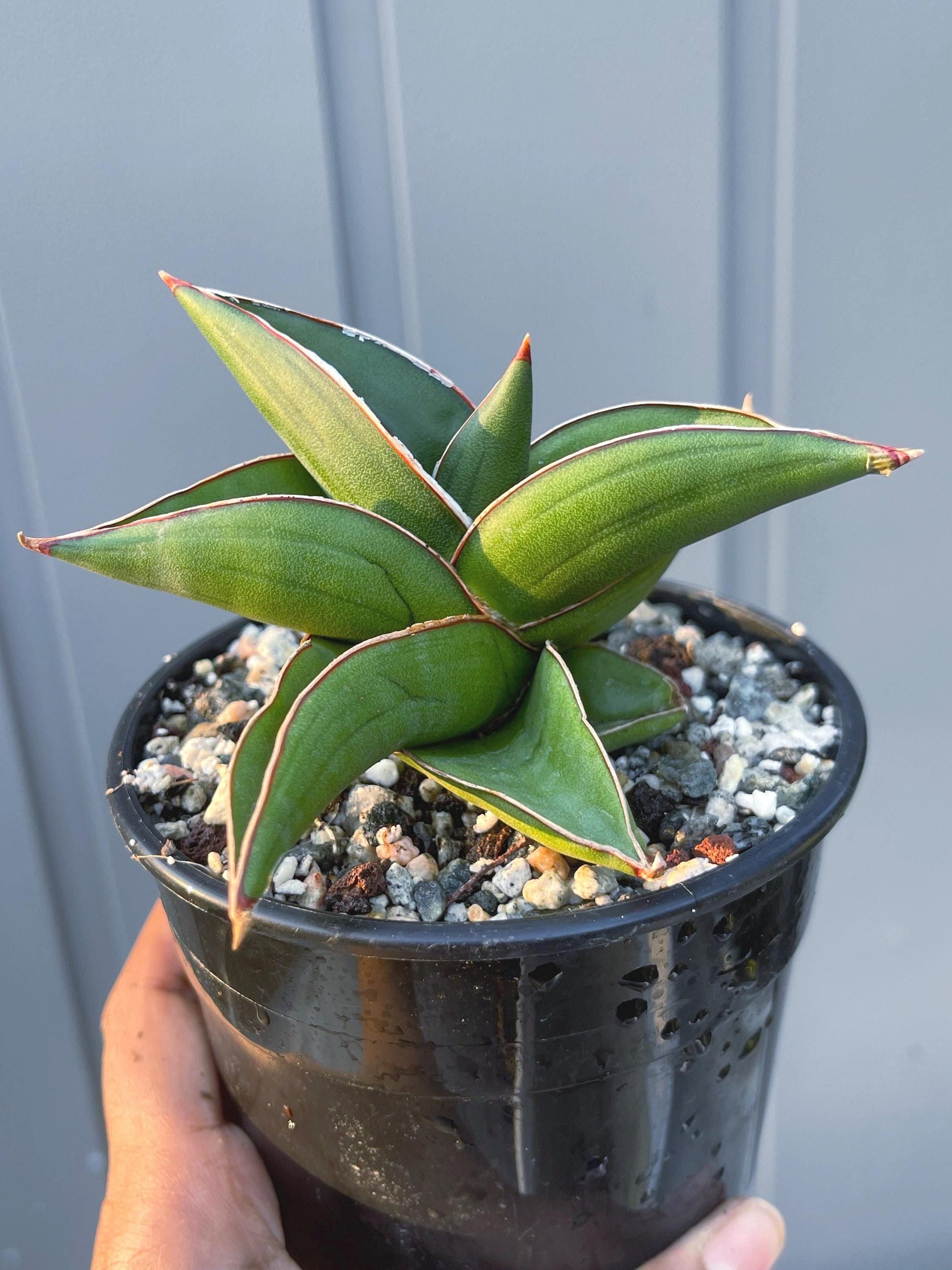 Sansevieria Samurai Dwarf Beautiful Rare Cactus | Live Plant | Live Cactus