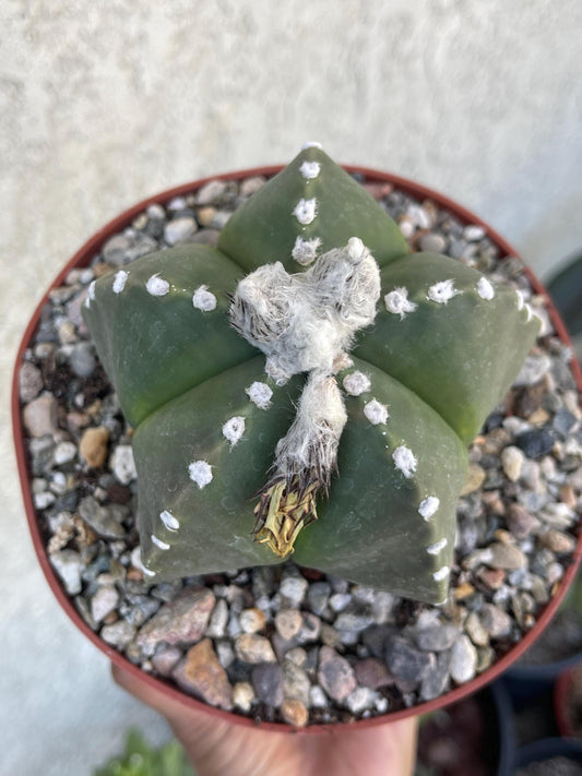 6” Astrophytum | Live Cactus | Live Plant