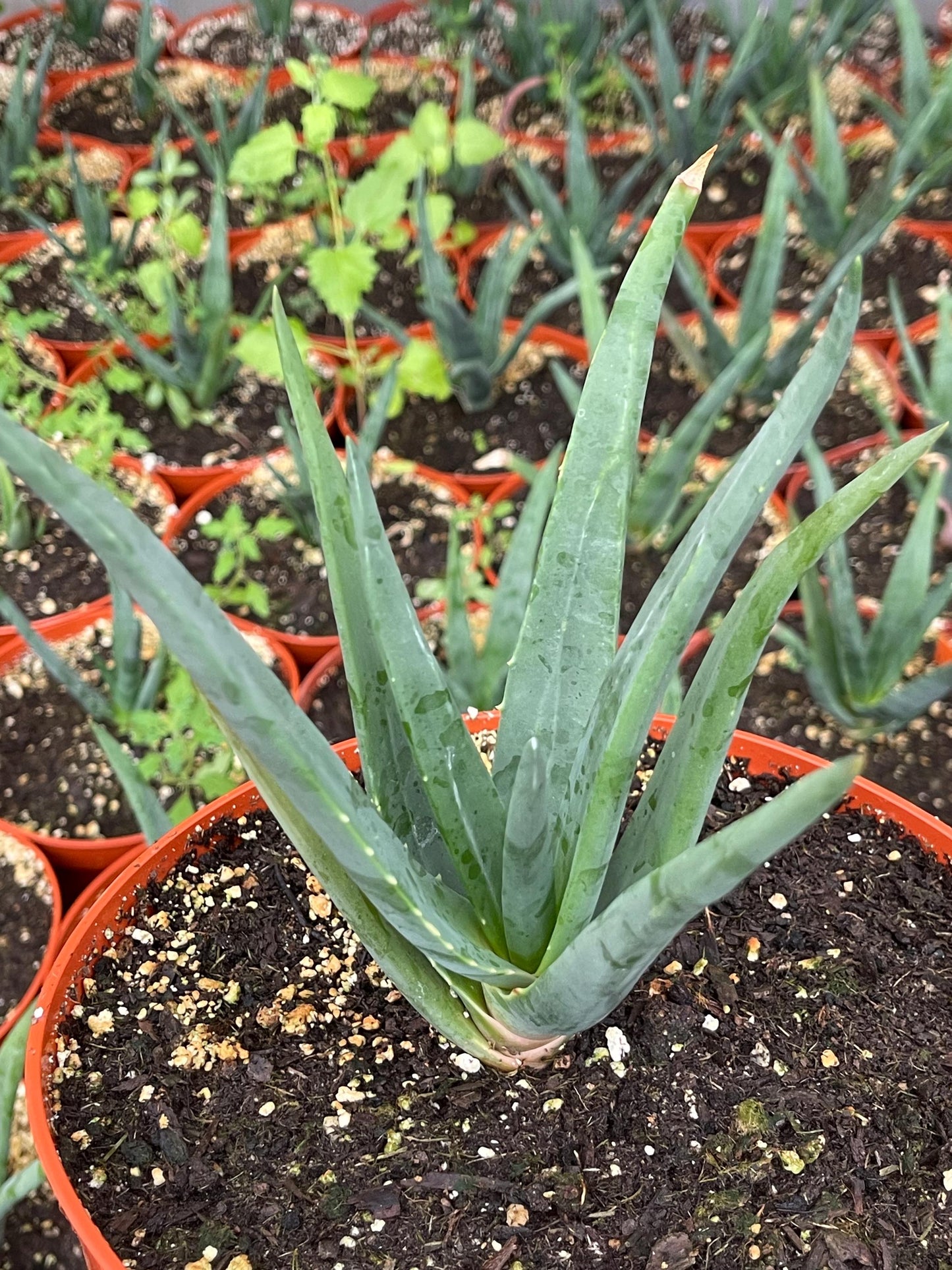 Aloe Hercules | Live Aloe | Live Plant