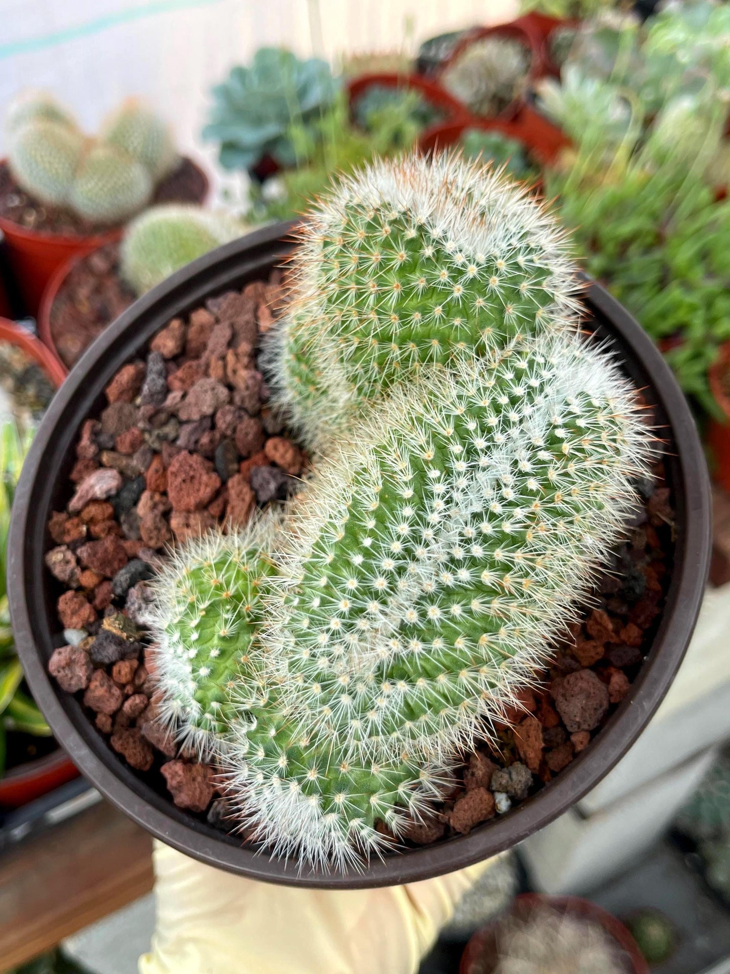 Crested Mammillaria | Rare Cactus | Live Plant