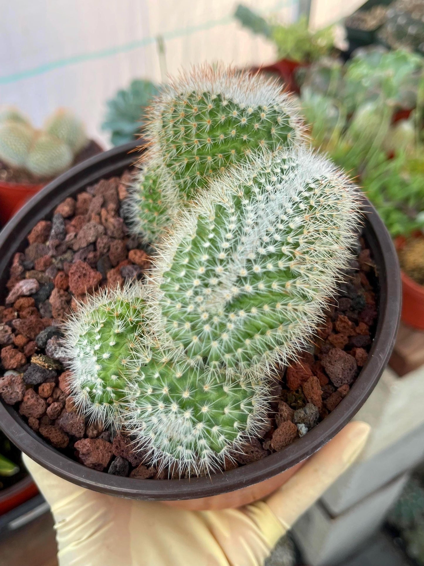 Crested Mammillaria | Rare Cactus | Live Plant