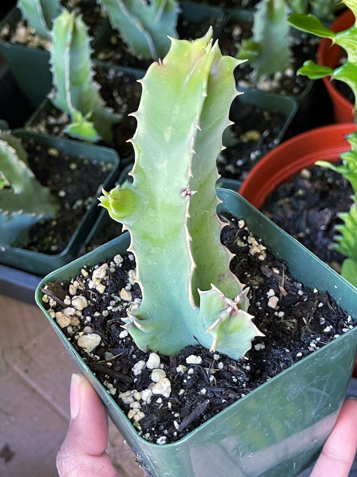 Caralluma Speciosas Cactus Succulent plants | Lifesaver | Rare Succulent