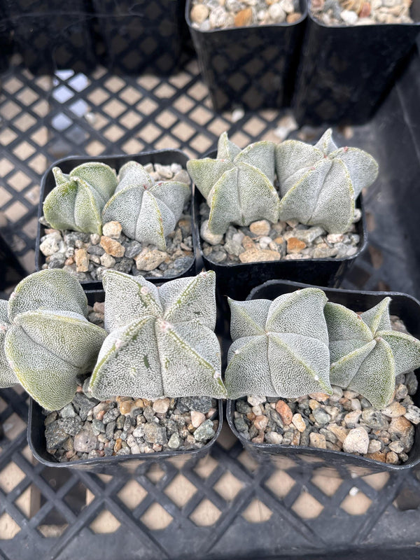 2.5 Astrophytum | Live Cactus | Live Plant