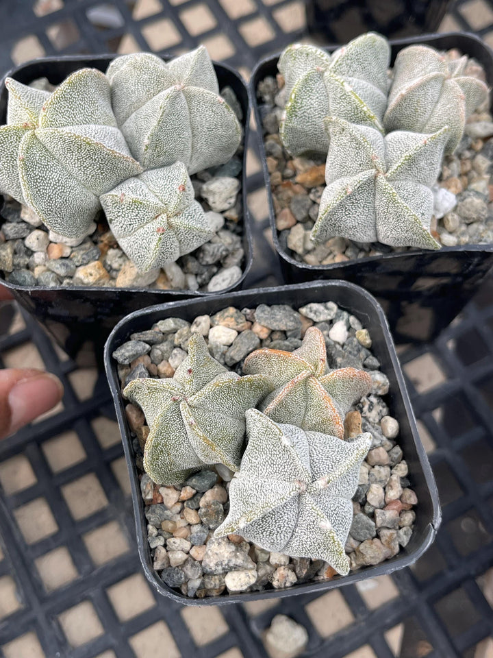 2.5 Astrophytum | Live Cactus | Live Plant