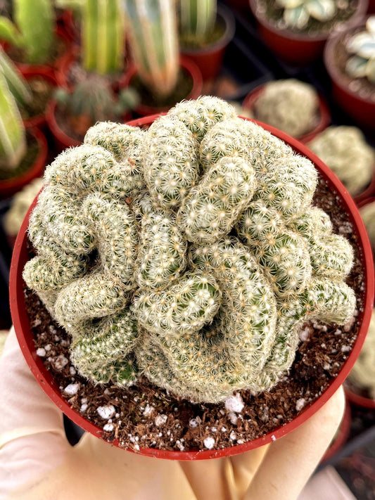 Brain Cactus | Mammillaria Cristata Brain Cactus | Crested cactus | Live Plant