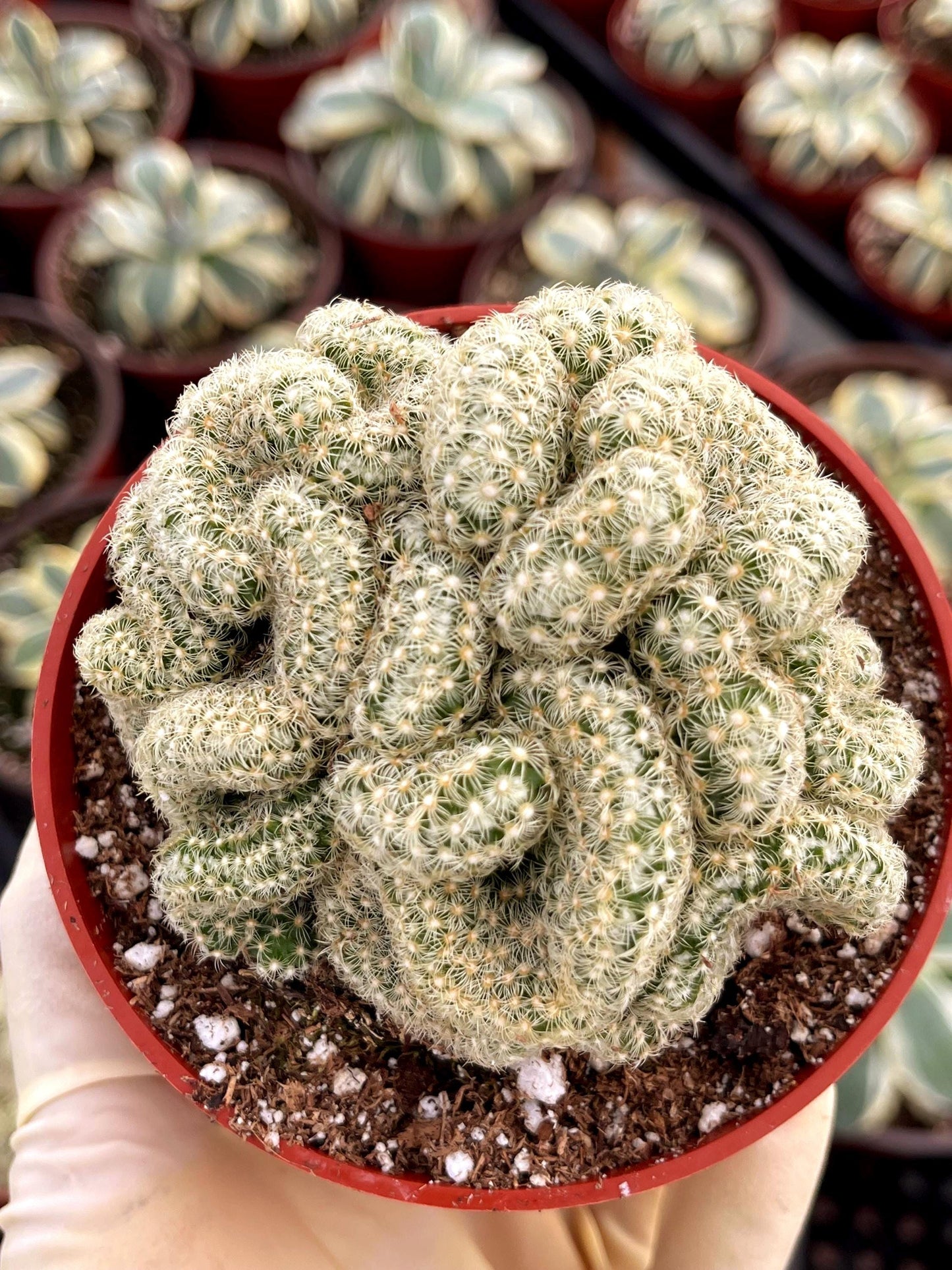 Brain Cactus | Mammillaria Cristata Brain Cactus | Crested cactus | Live Plant