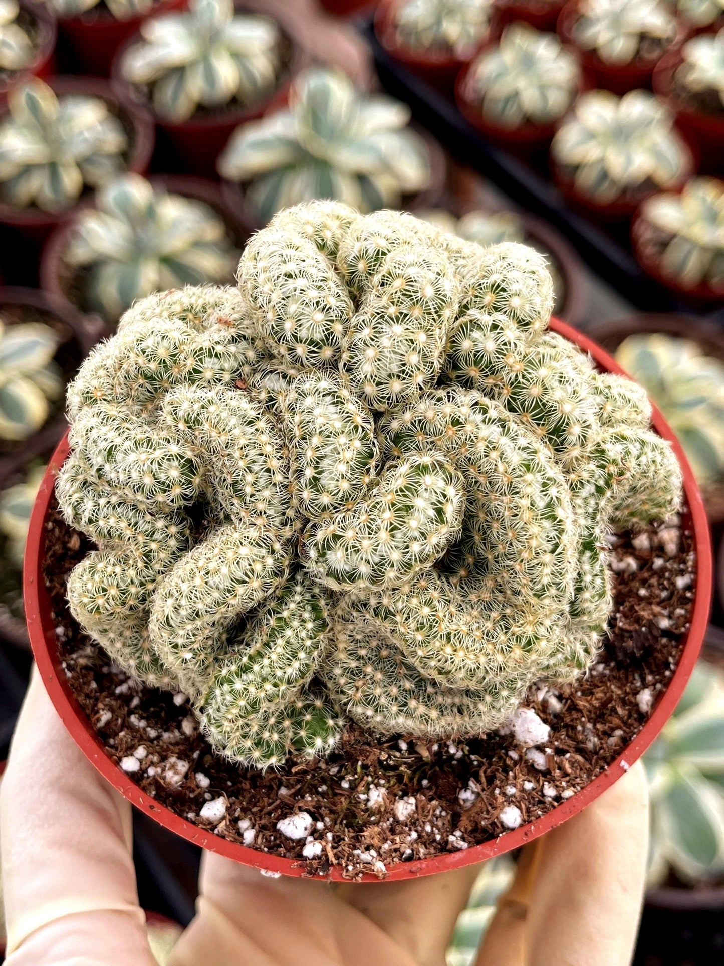 Brain Cactus | Mammillaria Cristata Brain Cactus | Crested cactus | Live Plant