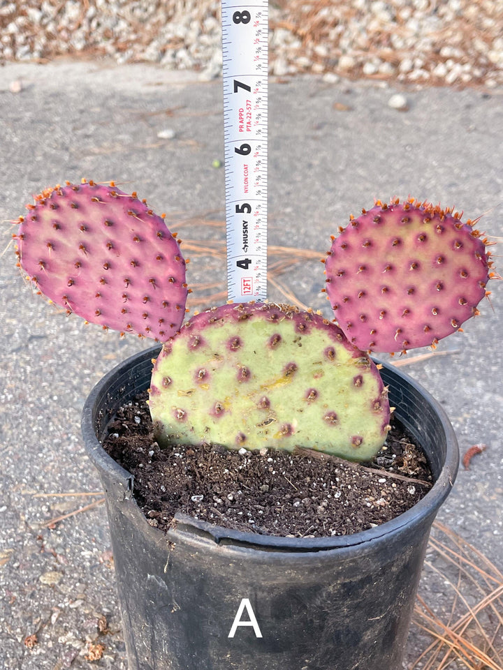 Santa Rita Pads | Prickly Pear Cactus | Cactus Plant | Cactus for sale