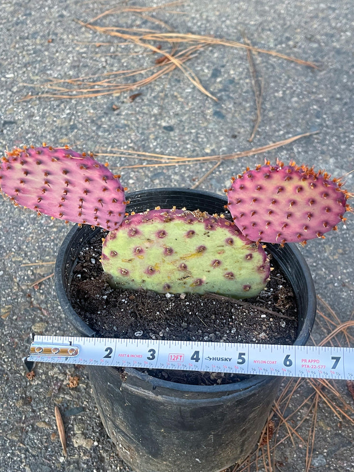 Santa Rita Pads | Prickly Pear Cactus | Cactus Plant | Cactus for sale