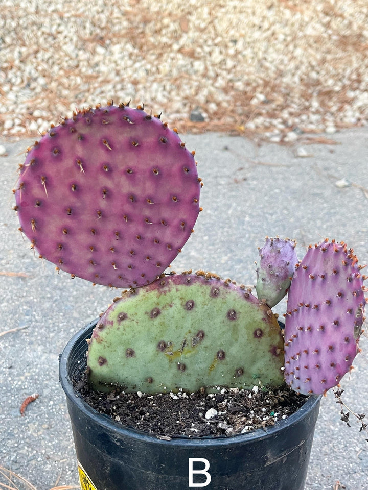 Santa Rita Pads | Prickly Pear Cactus | Cactus Plant | Cactus for sale