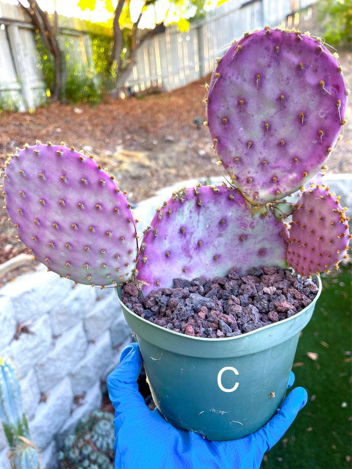 Santa Rita Pads | Prickly Pear Cactus | Cactus Plant | Cactus for sale