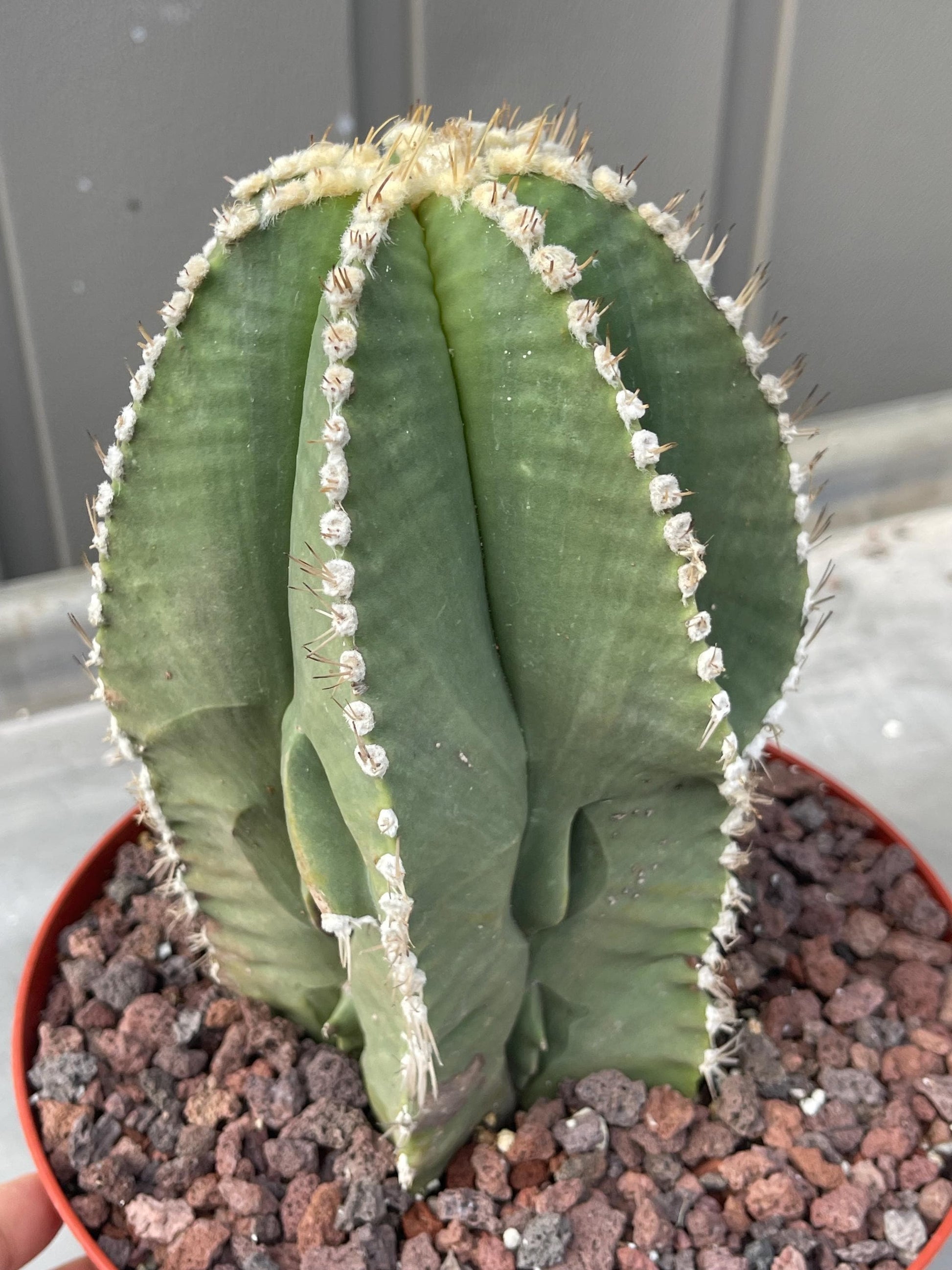 Large Astrophytum Nudum | Rare Cactus | Live Plant