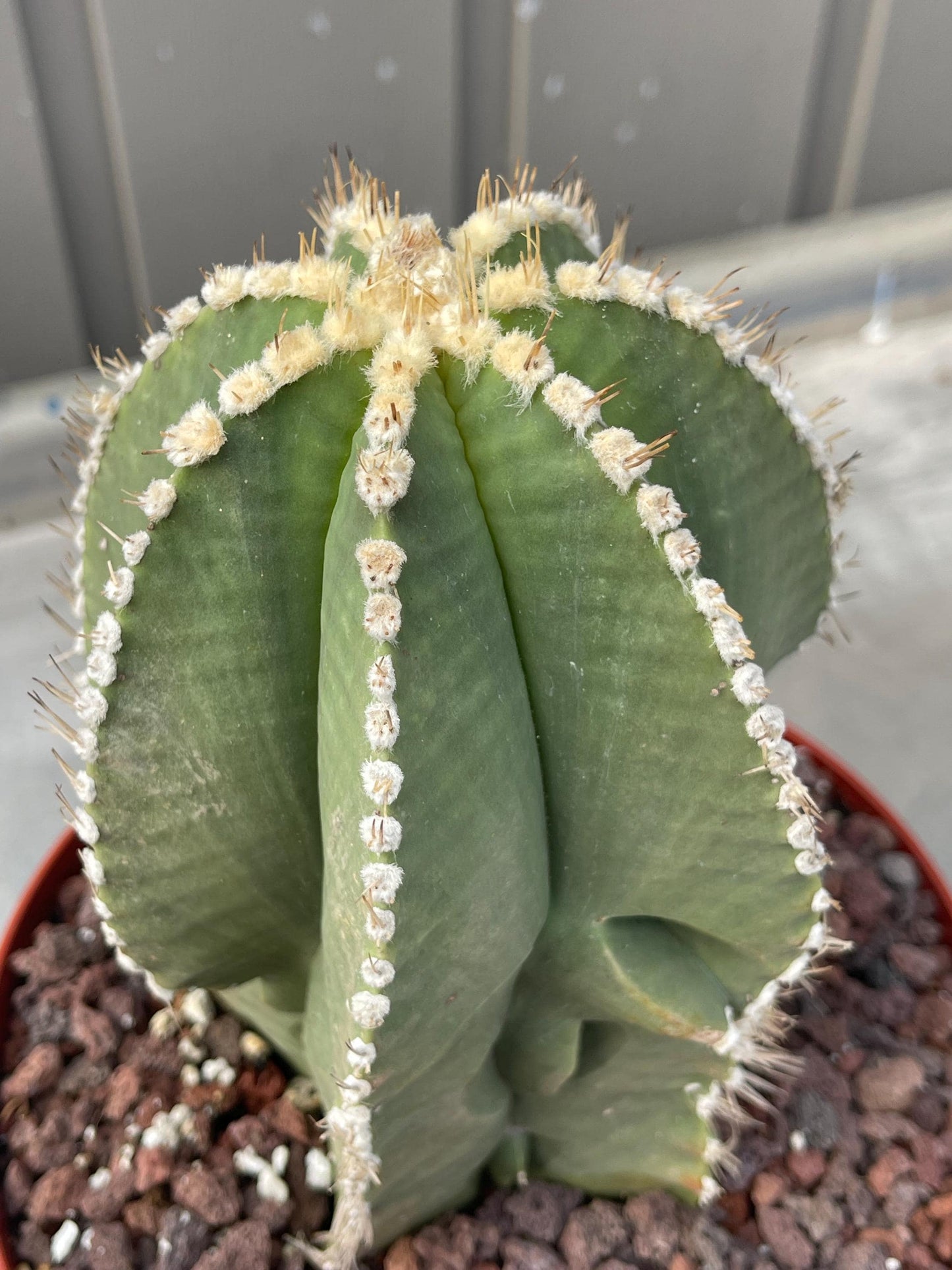 Large Astrophytum Nudum | Rare Cactus | Live Plant