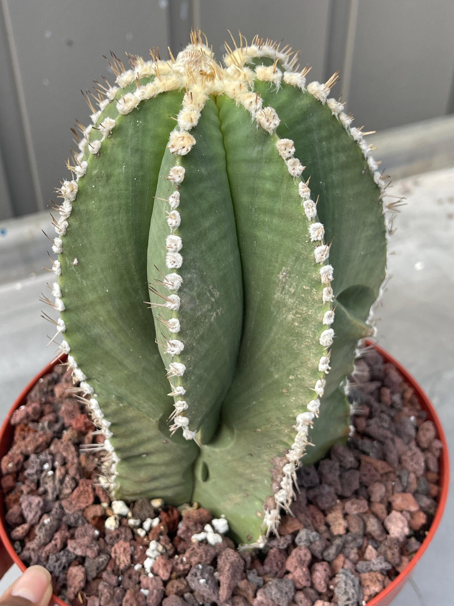 Large Astrophytum Nudum | Rare Cactus | Live Plant