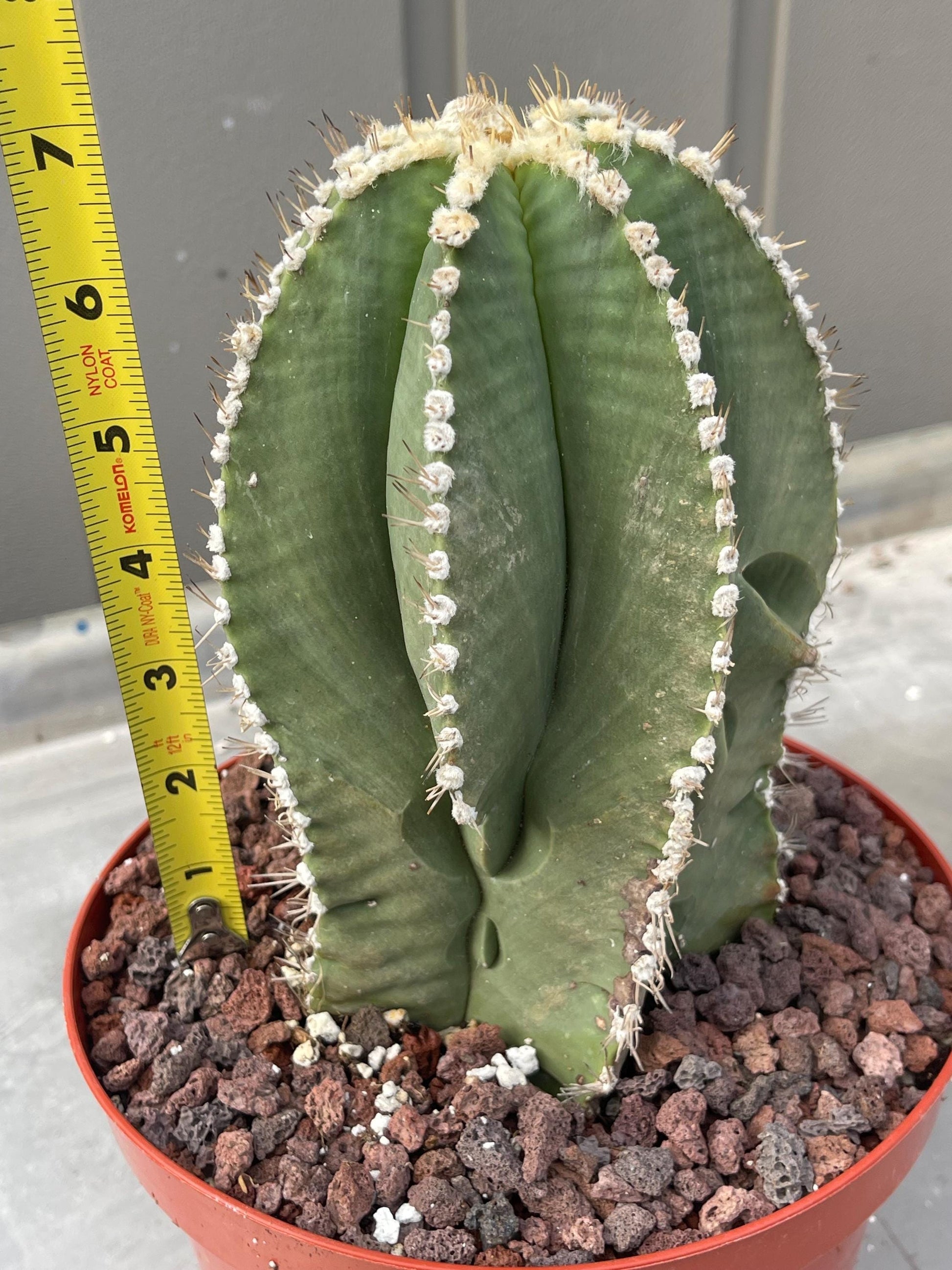 Large Astrophytum Nudum | Rare Cactus | Live Plant