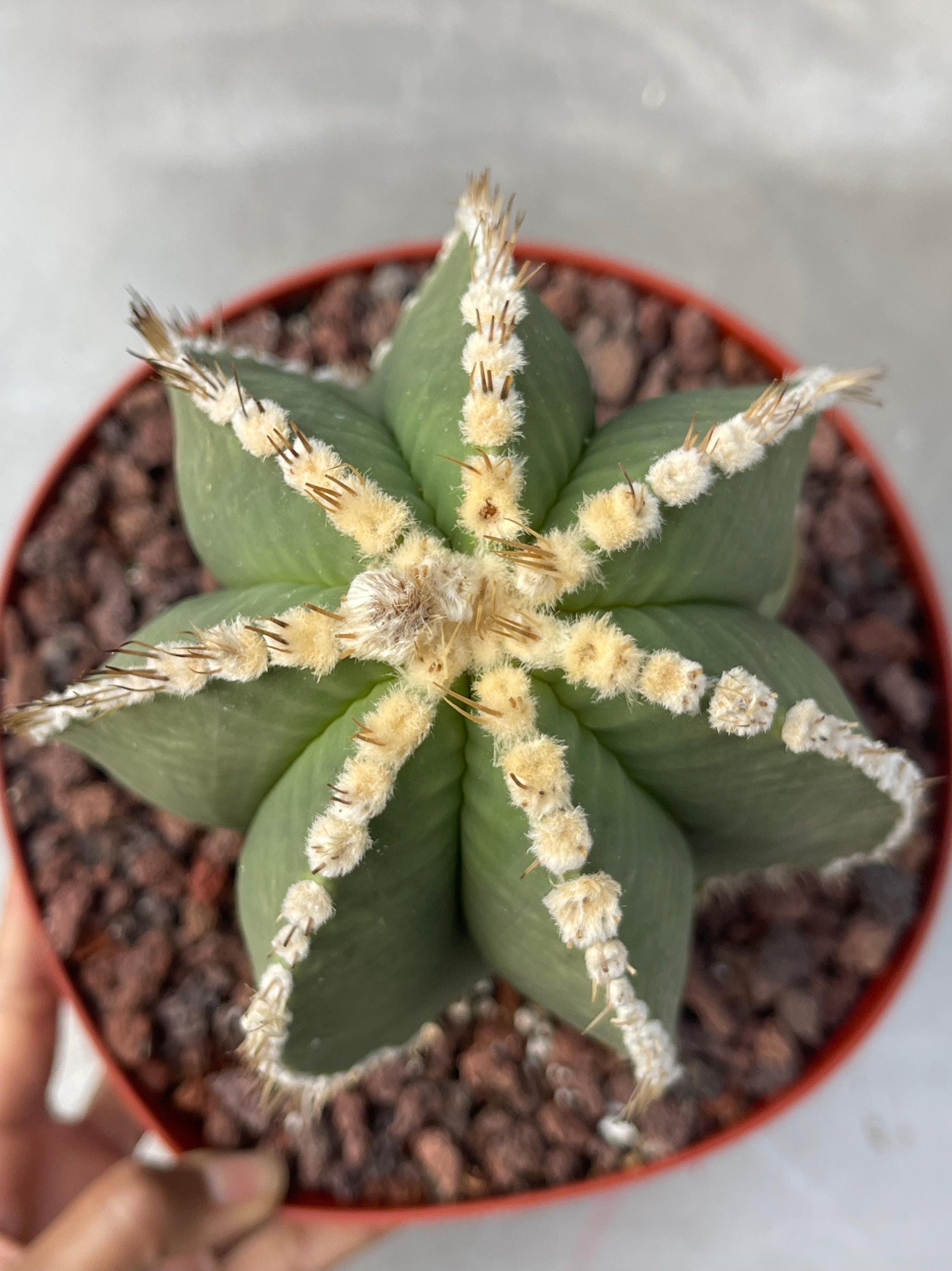 Large Astrophytum Nudum | Rare Cactus | Live Plant