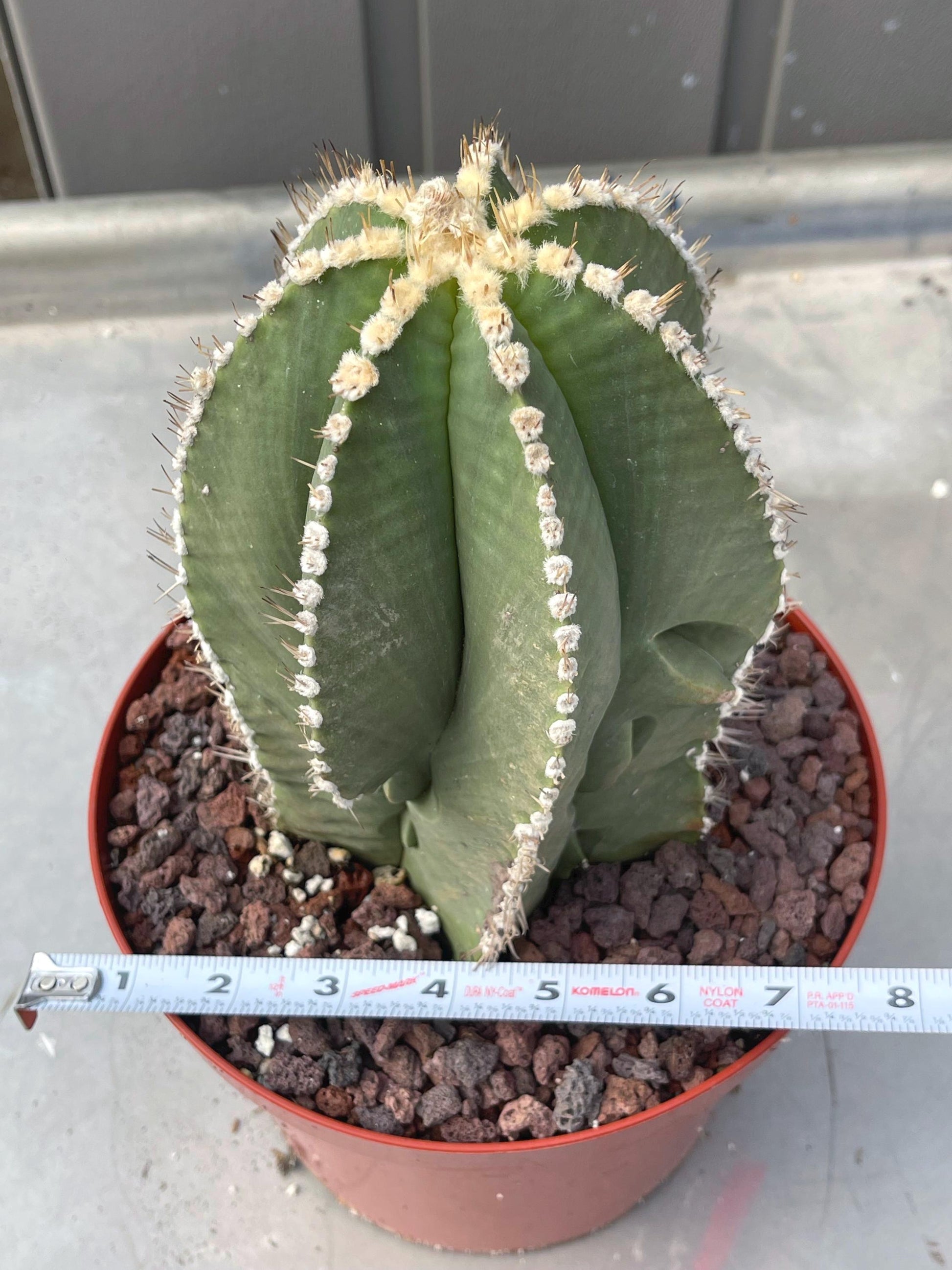 Large Astrophytum Nudum | Rare Cactus | Live Plant